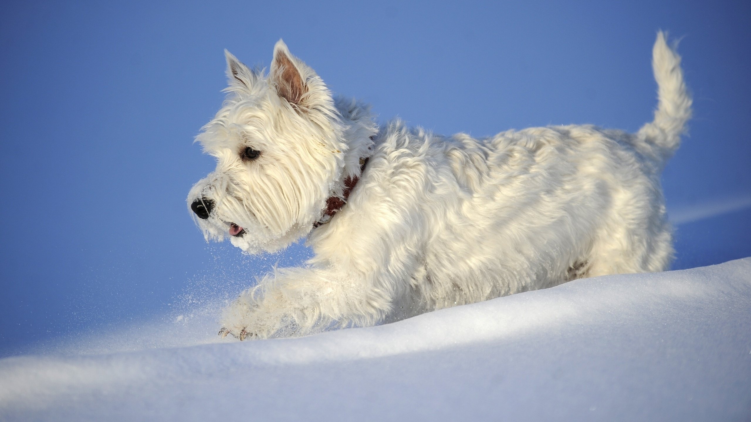 Обои снег, зима, собака, вест-хайленд-уайт-терьер, snow, winter, dog, the west highland white terrier разрешение 2880x1898 Загрузить