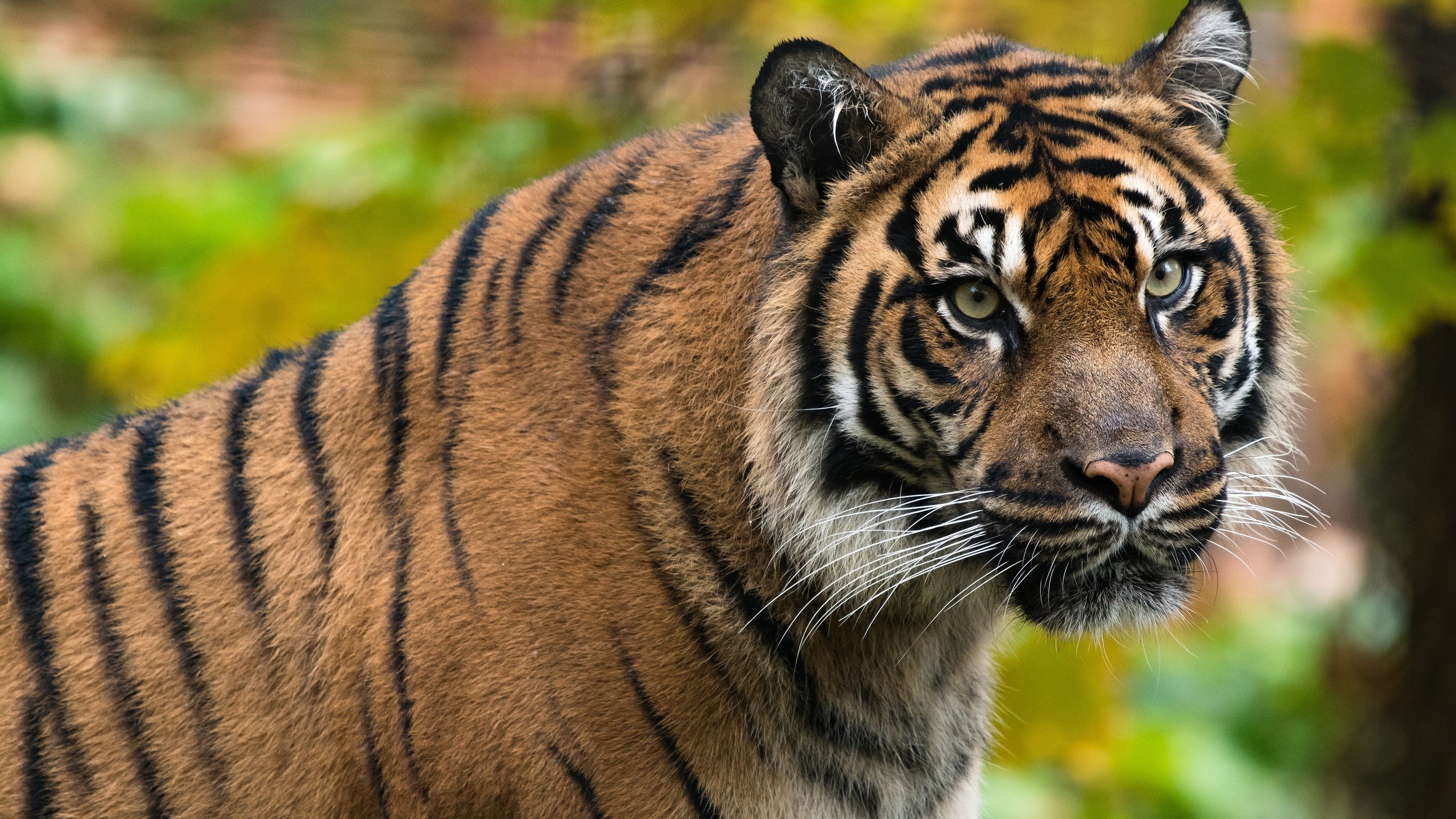 Обои тигр, морда, портрет, tiger, face, portrait разрешение 3840x2400 Загрузить