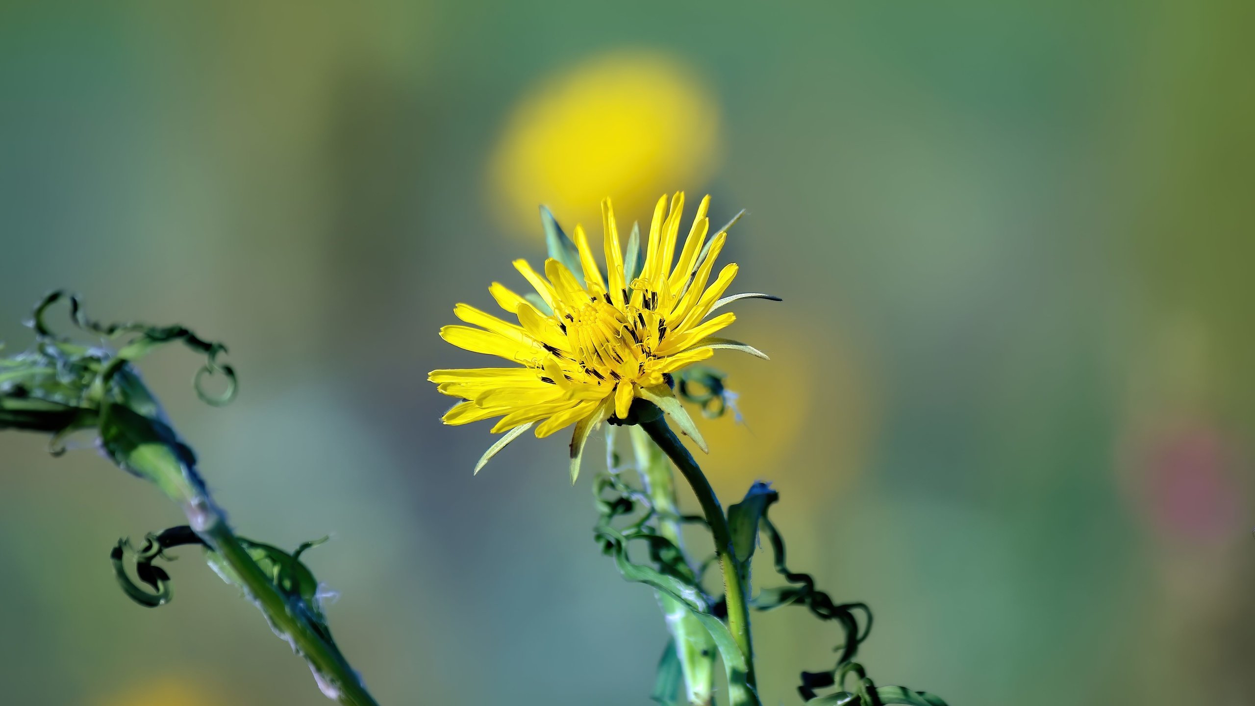 Обои цветок, лето, лепестки, flower, summer, petals разрешение 5184x3456 Загрузить