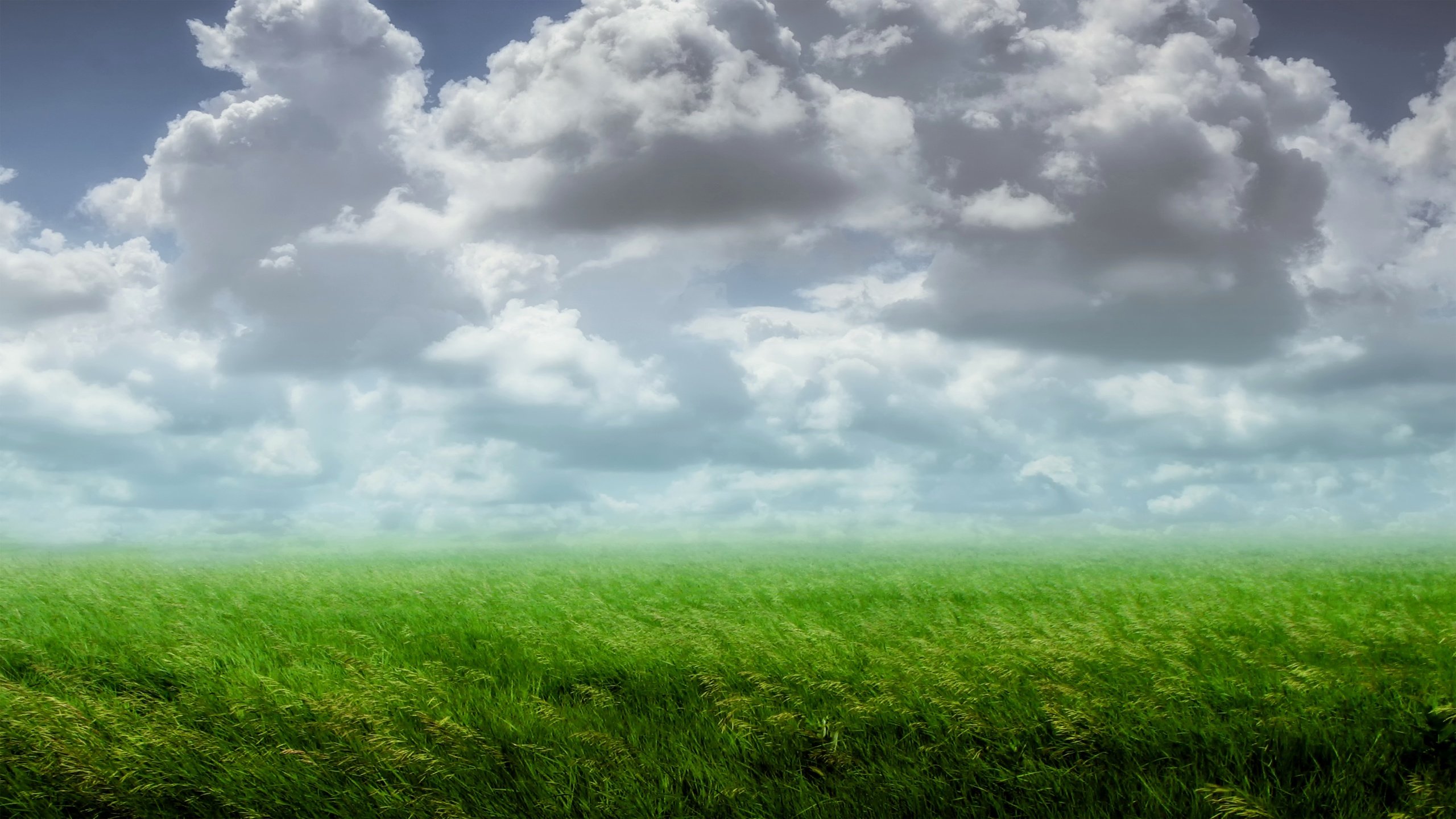 Обои облака, растения, пейзаж, поле, clouds, plants, landscape, field разрешение 3840x2160 Загрузить