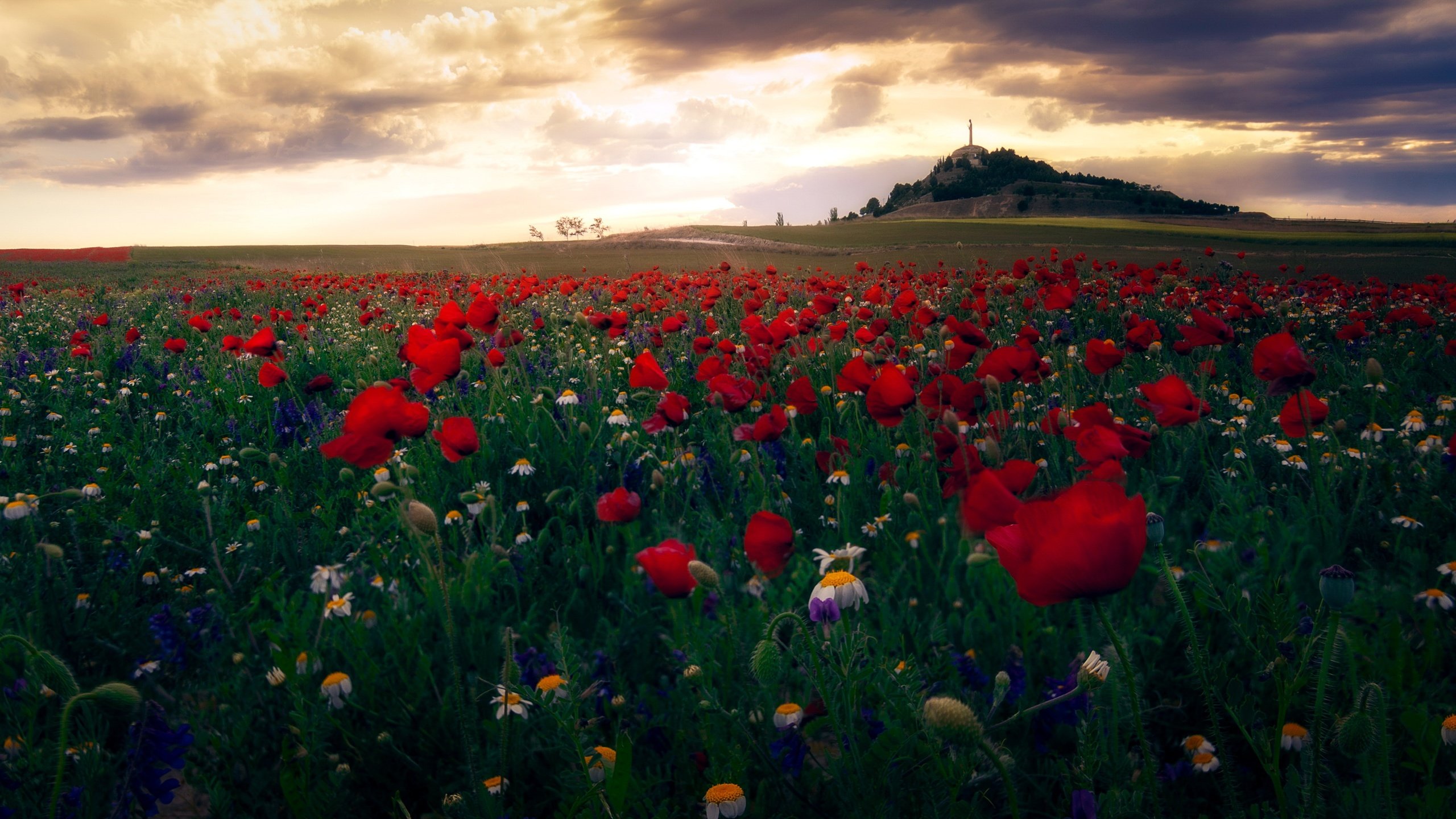 Обои небо, цветы, облака, пейзаж, поле, маки, ромашки, the sky, flowers, clouds, landscape, field, maki, chamomile разрешение 3840x2160 Загрузить