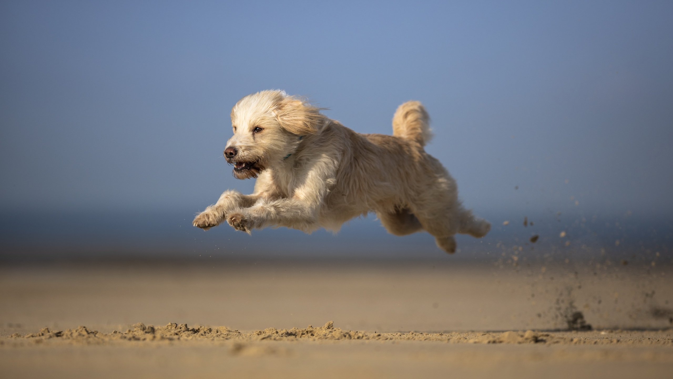 Обои небо, песок, мордочка, взгляд, собака, бег, лапки, the sky, sand, muzzle, look, dog, running, legs разрешение 2701x1707 Загрузить