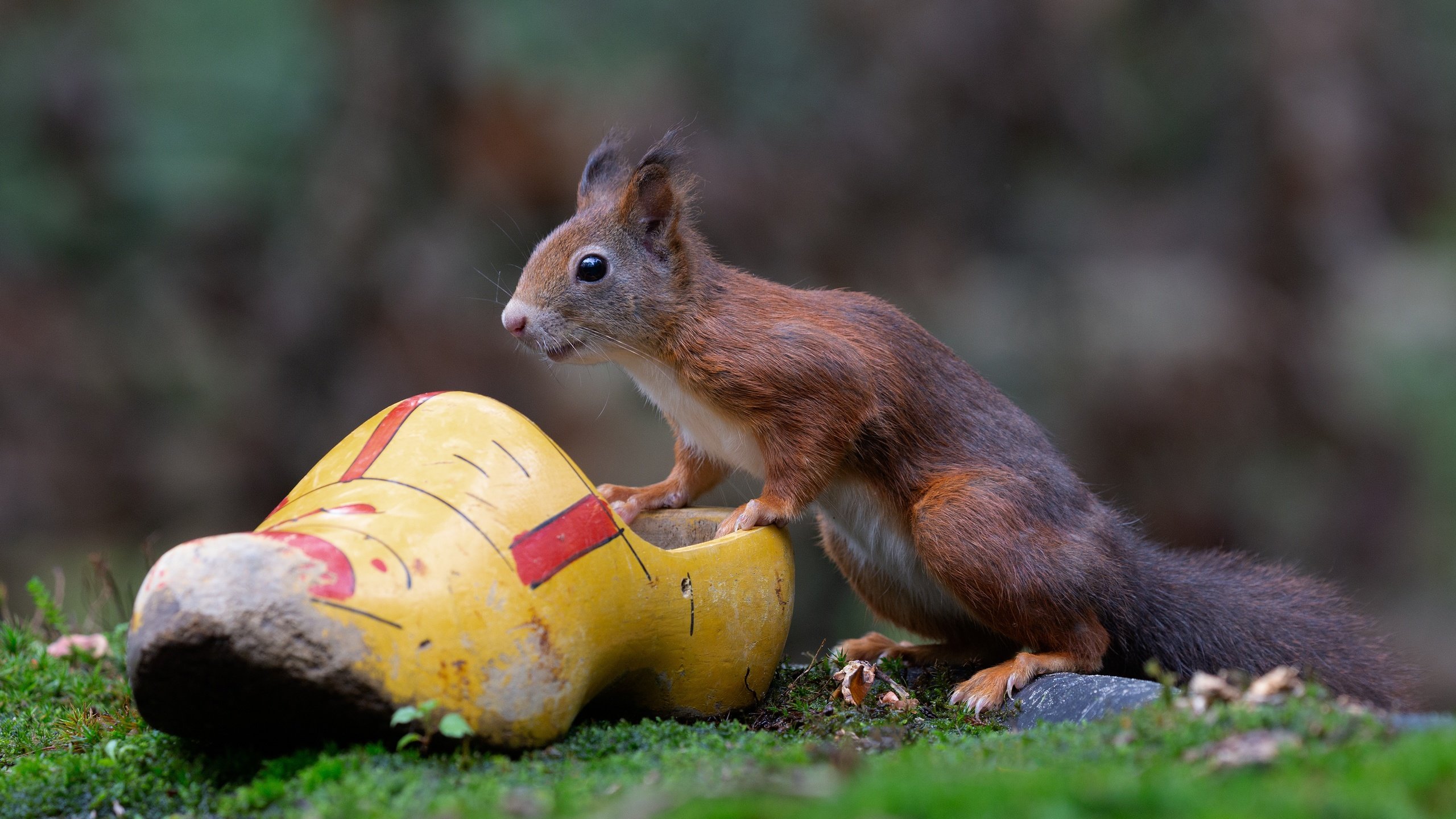 Обои белка, боке, белочка, грызун, башмак, protein, bokeh, squirrel, rodent, shoe разрешение 4562x3041 Загрузить