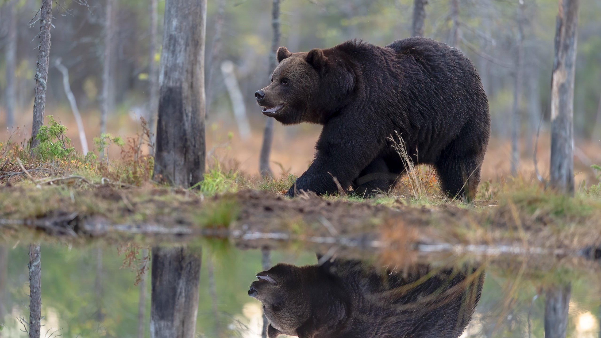 Обои берег, лес, отражение, медведь, водоем, прогулка, бурый, shore, forest, reflection, bear, pond, walk, brown разрешение 5568x3712 Загрузить