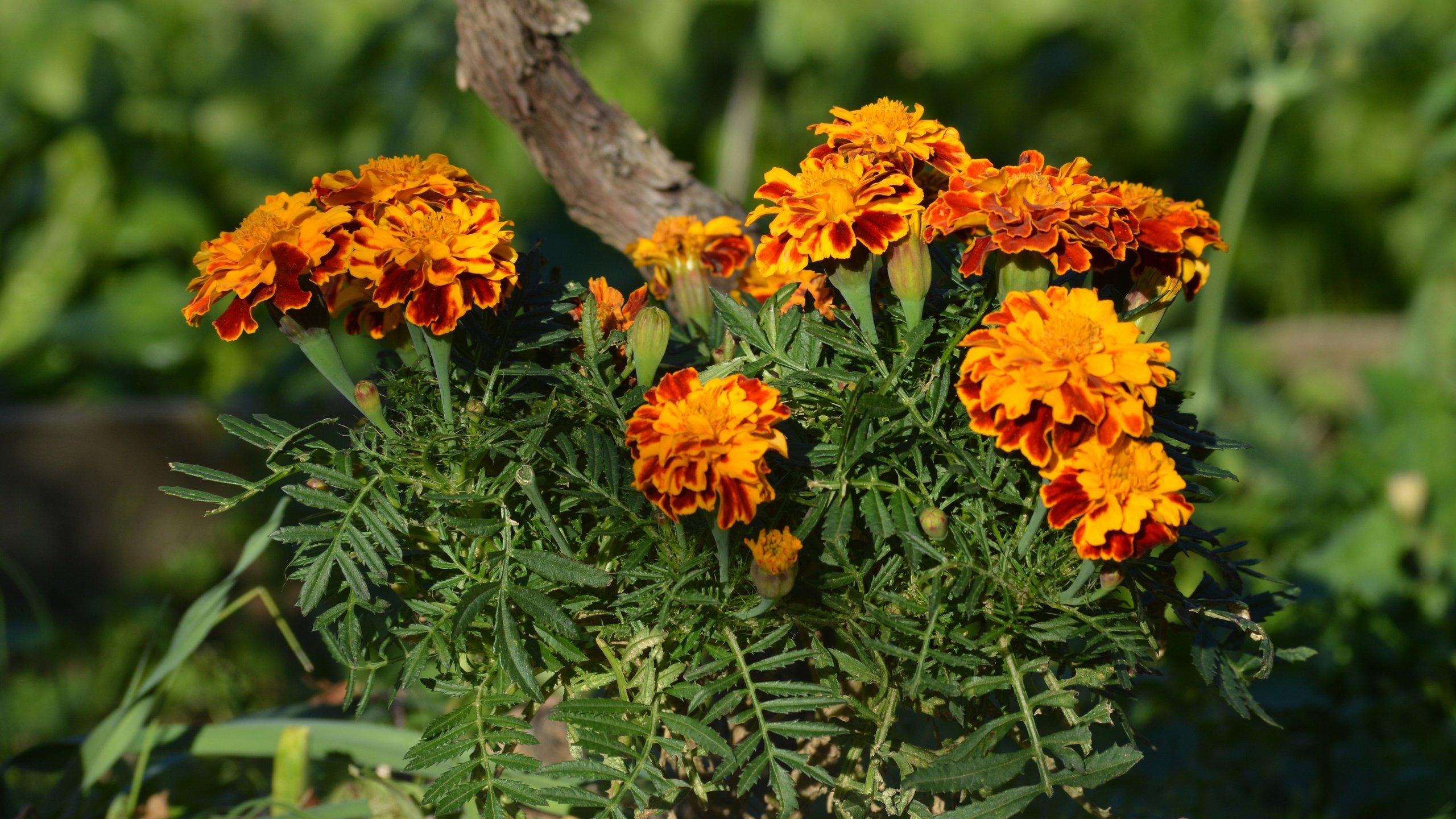 Обои цветы, бархатцы, flowers, marigolds разрешение 4911x3274 Загрузить