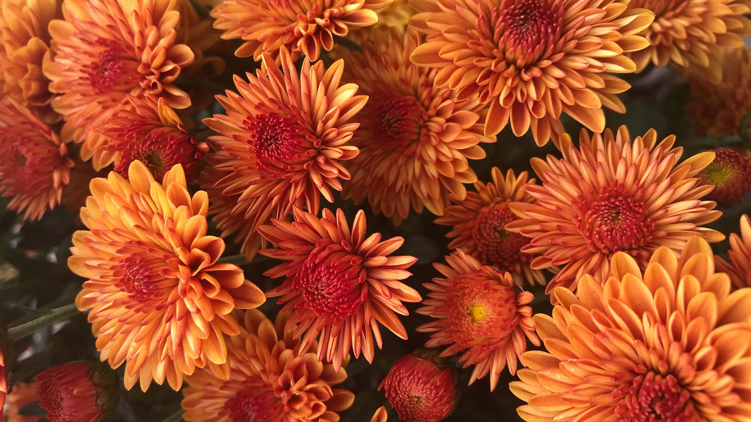 Обои цветы, букет, куст, много, оранжевые, хризантемы, flowers, bouquet, bush, a lot, orange, chrysanthemum разрешение 2880x2160 Загрузить