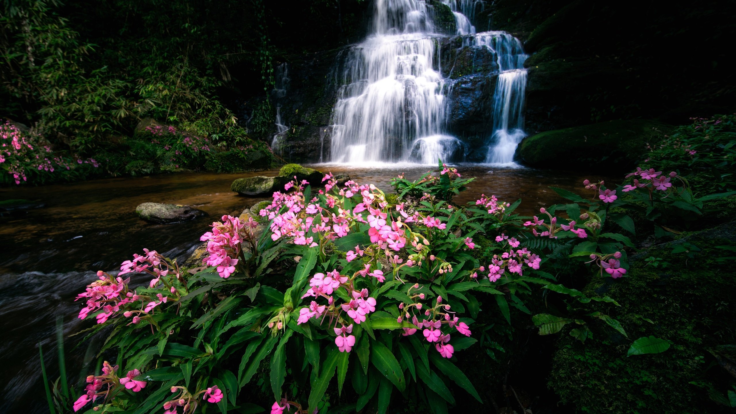 Обои цветы, река, водопад, тайланд, каскад, flowers, river, waterfall, thailand, cascade разрешение 4500x3000 Загрузить