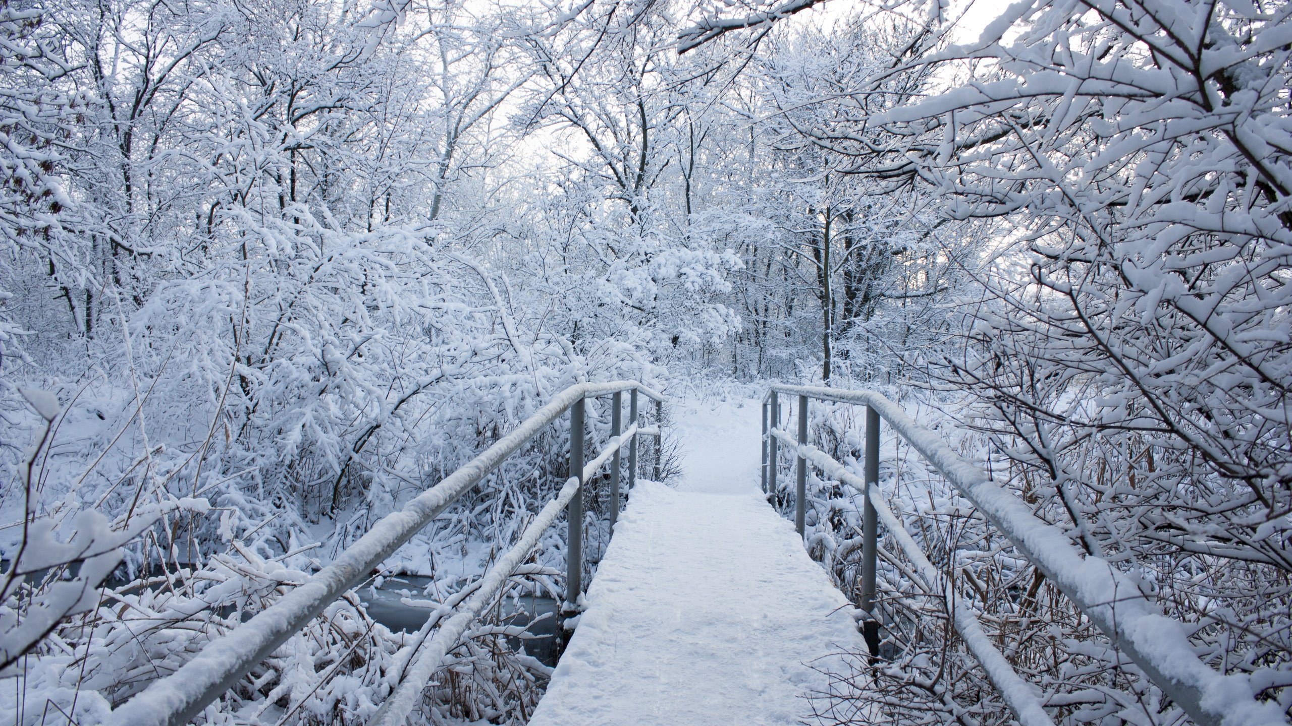 Обои деревья, снег, природа, зима, пейзаж, мост, trees, snow, nature, winter, landscape, bridge разрешение 4272x2848 Загрузить