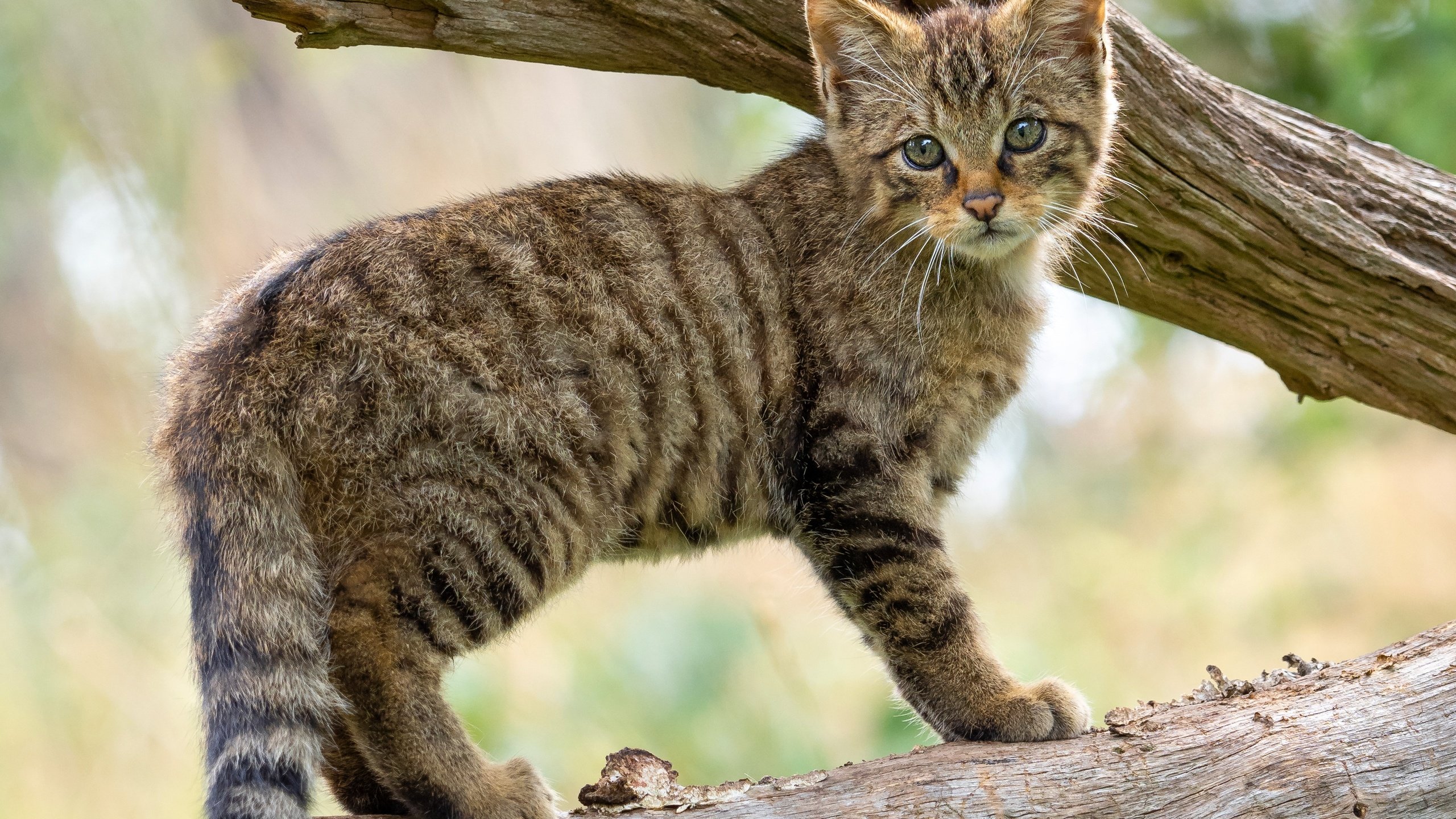 Обои дерево, кот, ветки, котенок, детеныш, дикий кот, лесной кот, tree, cat, branches, kitty, cub, wild cat, wildcat разрешение 3605x3605 Загрузить