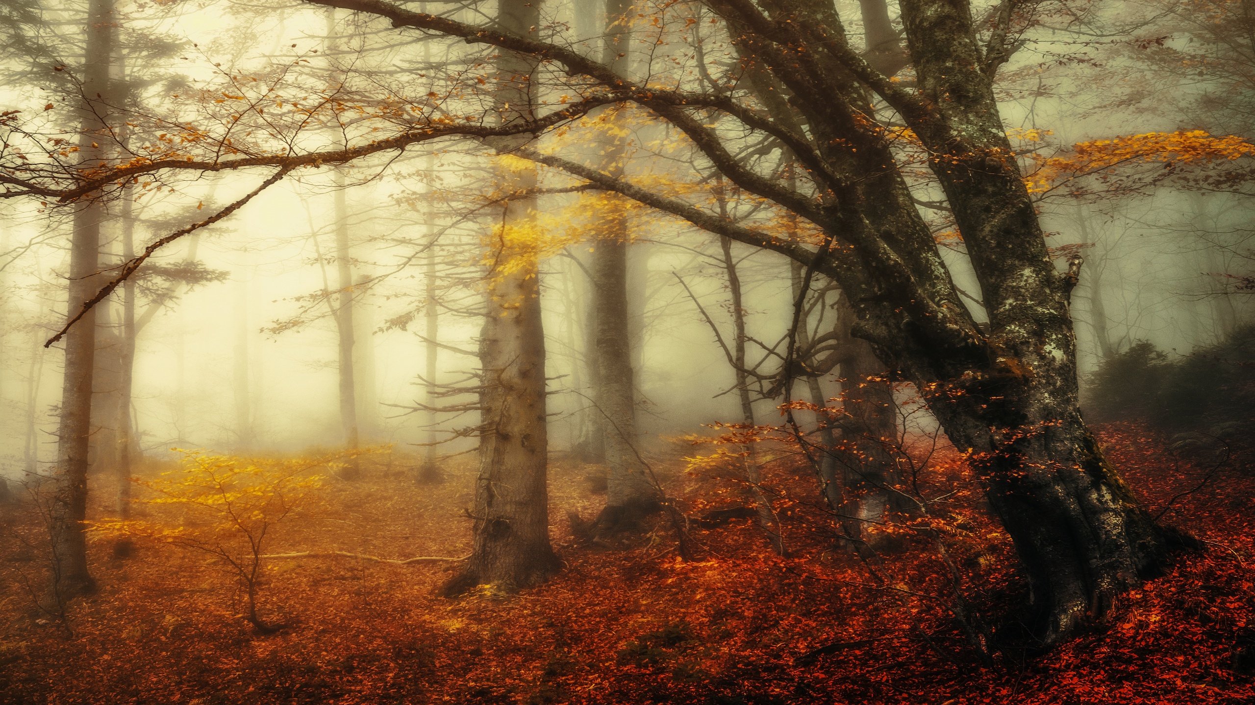 Обои дерево, лес, утро, туман, ветки, осень, tree, forest, morning, fog, branches, autumn разрешение 3840x2160 Загрузить