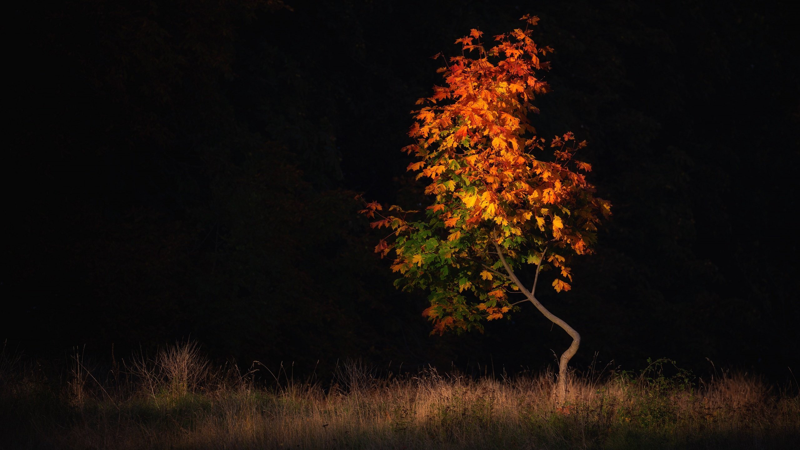 Обои дерево, поле, листва, осень, черный фон, клен, осенние листья, tree, field, foliage, autumn, black background, maple, autumn leaves разрешение 3840x2160 Загрузить