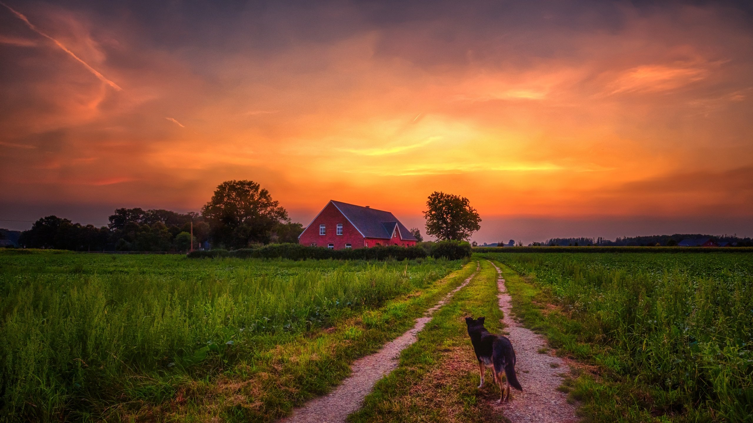 Обои дорога, закат, собака, дом, road, sunset, dog, house разрешение 5995x3993 Загрузить