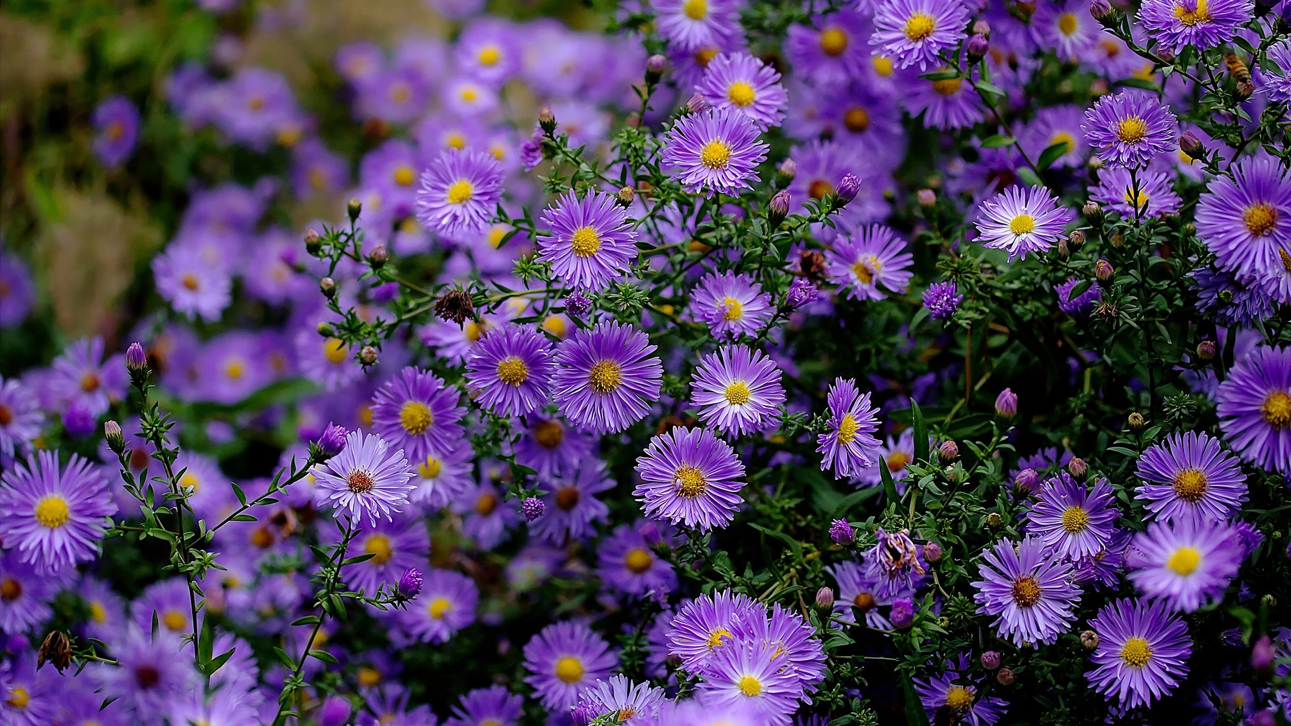 Обои куст, много, сиреневые, астры, bush, a lot, lilac, asters разрешение 2880x1918 Загрузить