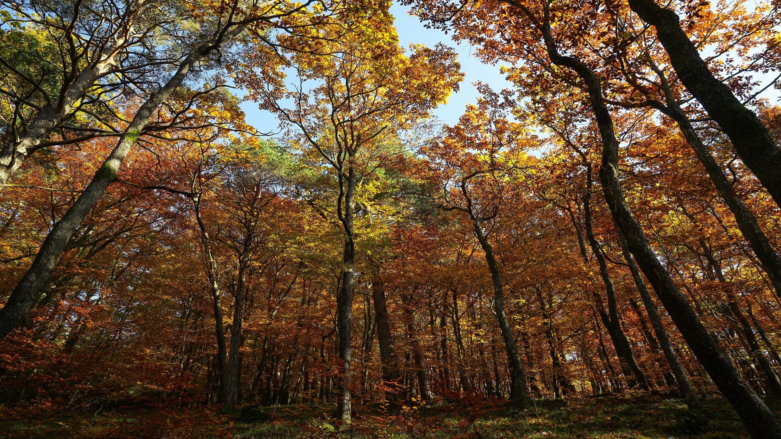 Обои лес, стволы, листва, осень, кроны, forest, trunks, foliage, autumn, crown разрешение 3840x2160 Загрузить