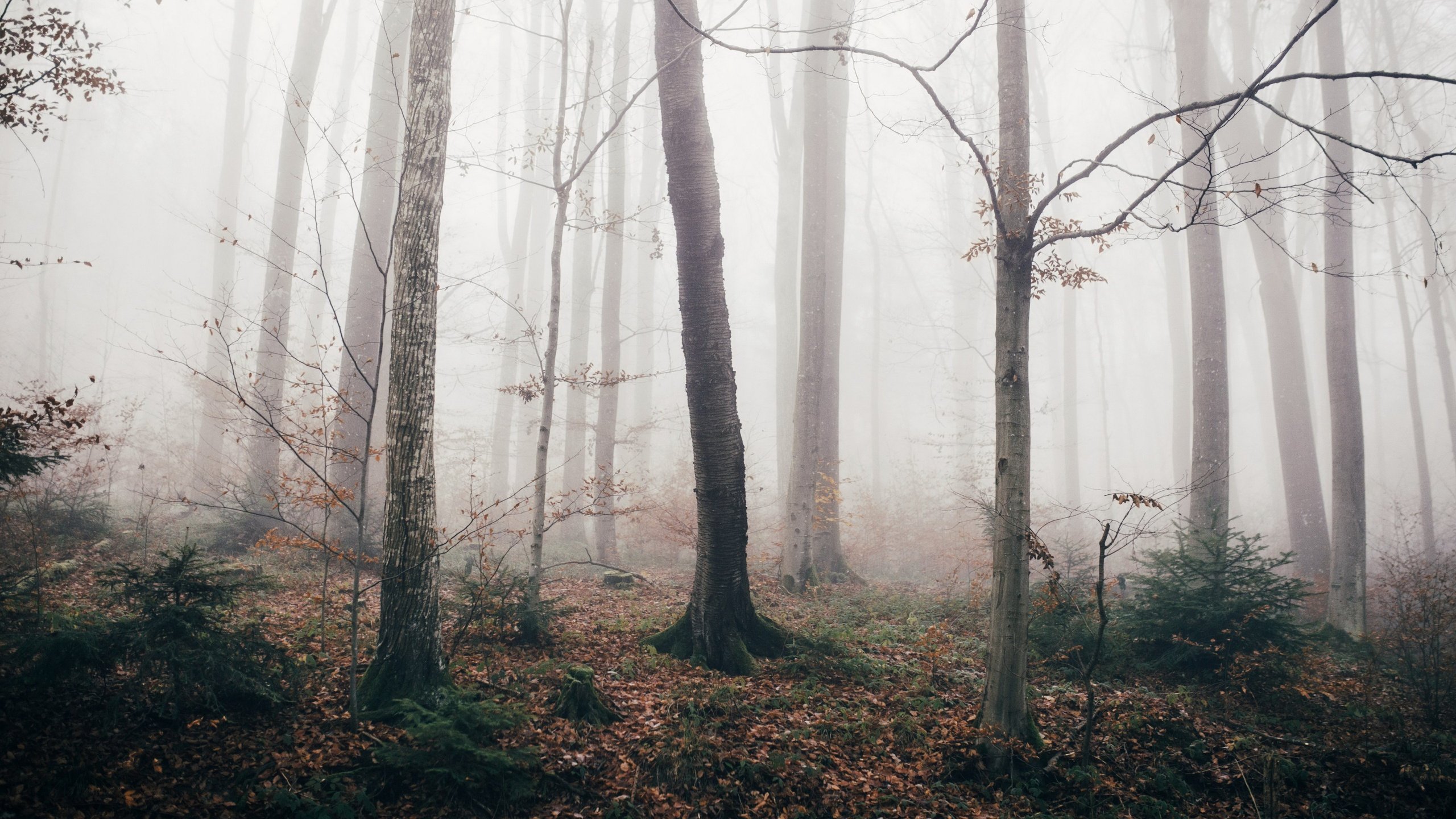 Обои лес, туман, осень, forest, fog, autumn разрешение 3840x2160 Загрузить