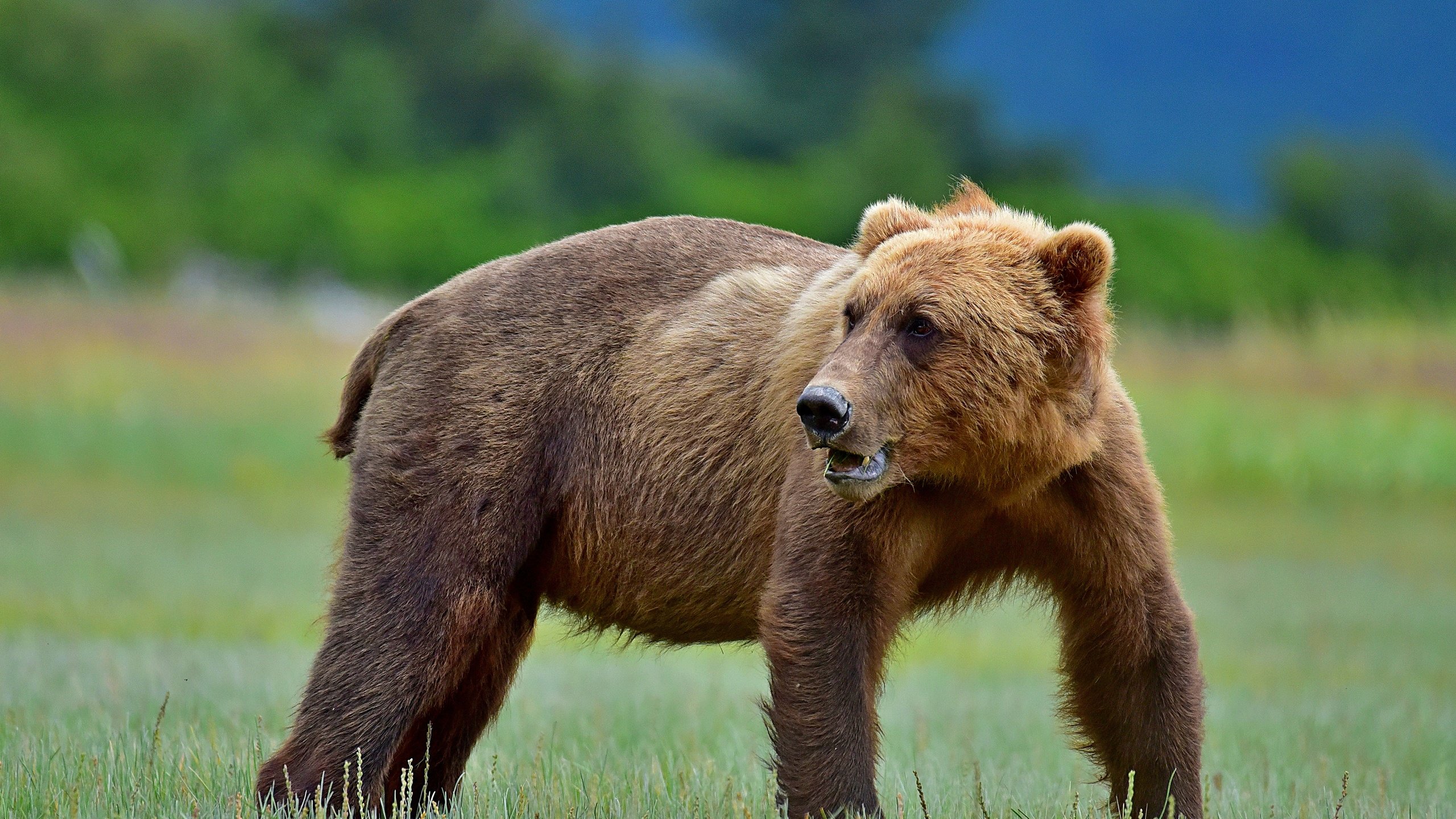 Обои медведь, поляна, бурый, bear, glade, brown разрешение 3840x2563 Загрузить