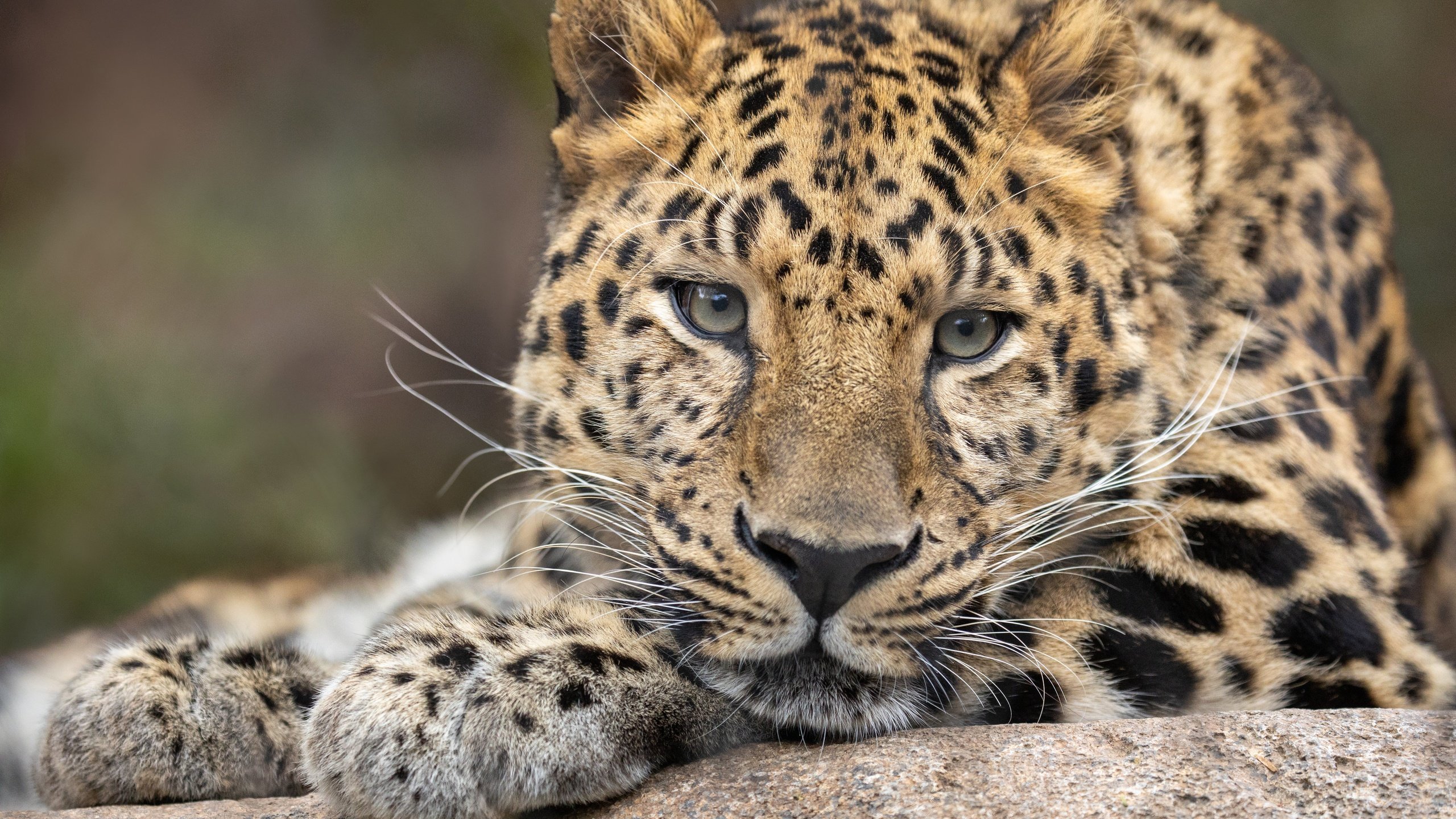 Обои морда, фон, портрет, леопард, вгляд, дикая кошка, face, background, portrait, leopard, peer, wild cat разрешение 6144x4096 Загрузить