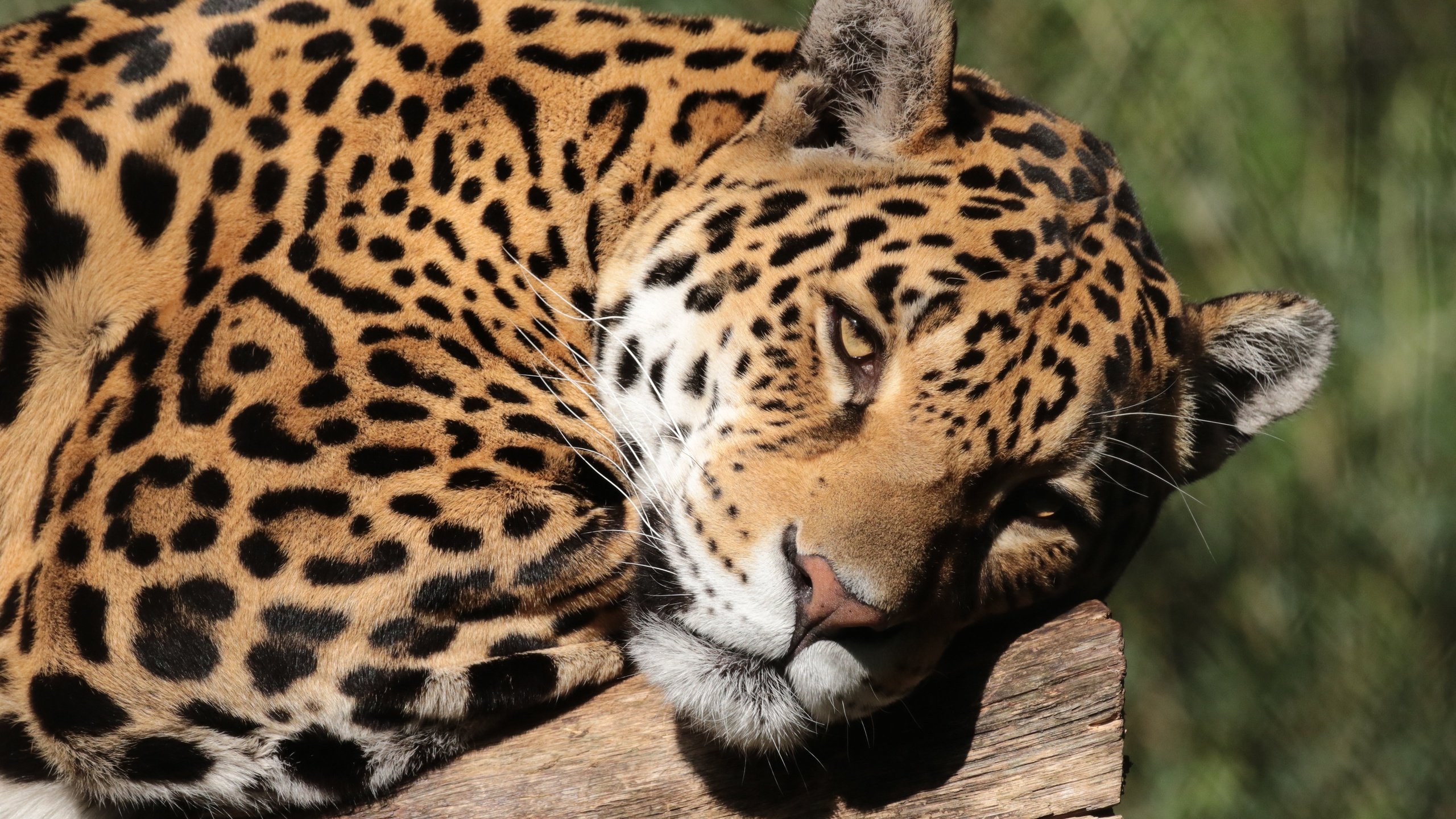 Обои морда, портрет, лежит, ягуар, крупный план, face, portrait, lies, jaguar, close-up разрешение 5120x3246 Загрузить