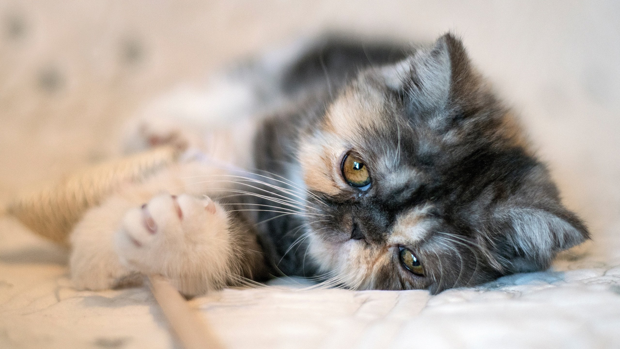 Обои мордочка, экзотическая короткошёрстная кошка, muzzle, exotic shorthair разрешение 2560x1707 Загрузить