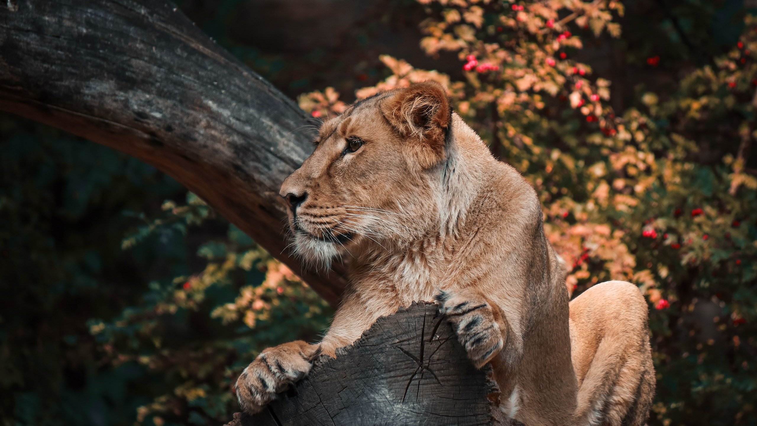 Обои осень, бревно, львица, autumn, log, lioness разрешение 3840x2560 Загрузить