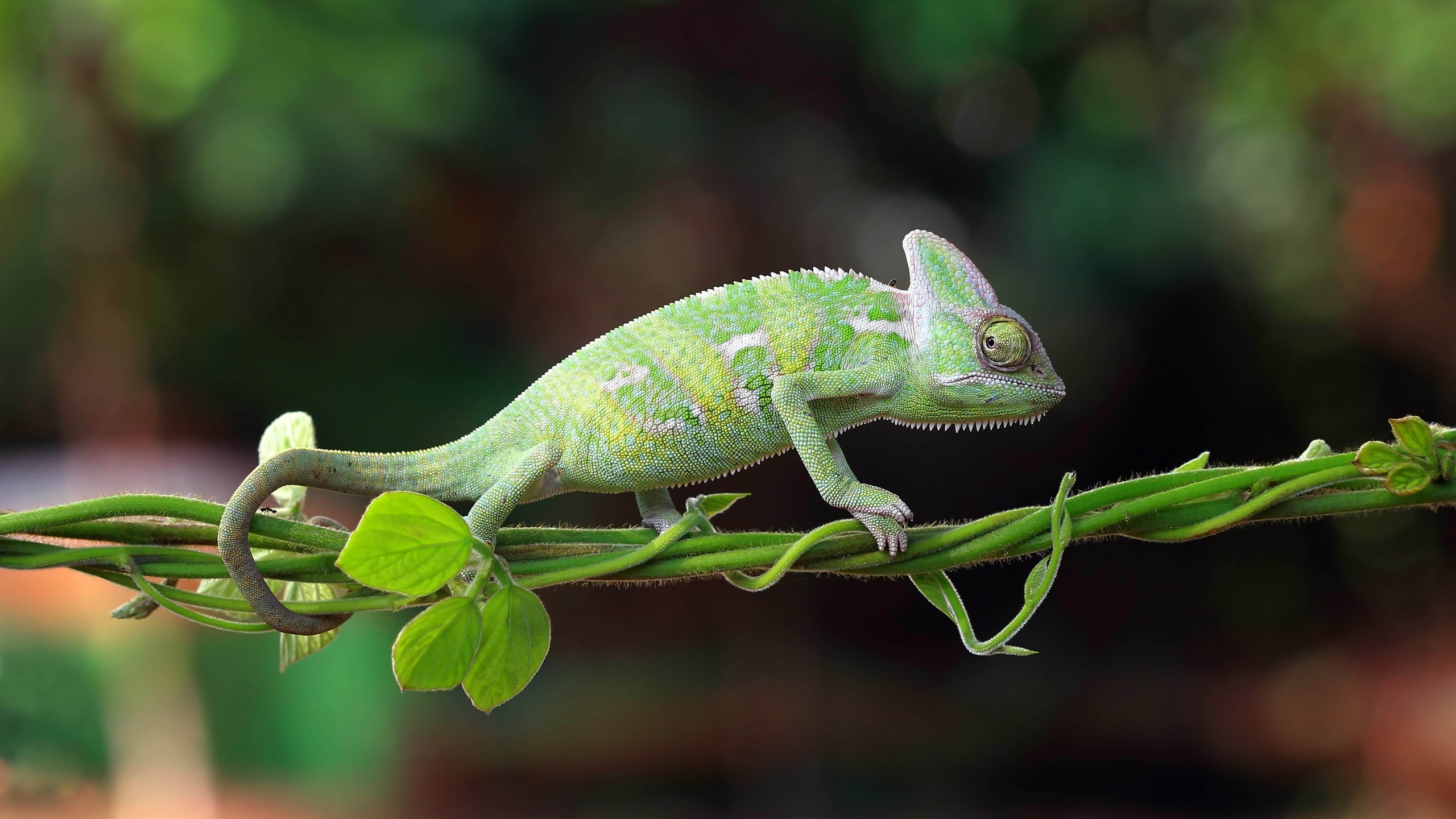 Обои природа, хамелеон, индонезия, nature, chameleon, indonesia разрешение 5174x2910 Загрузить