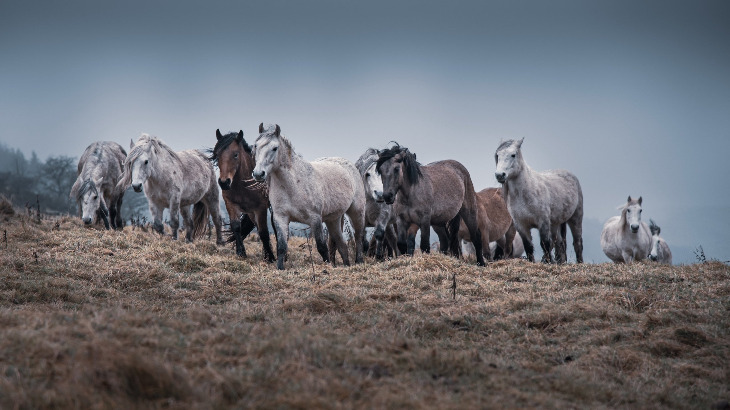 Обои природа, кони, табун, nature, horses, the herd разрешение 3840x2160 Загрузить