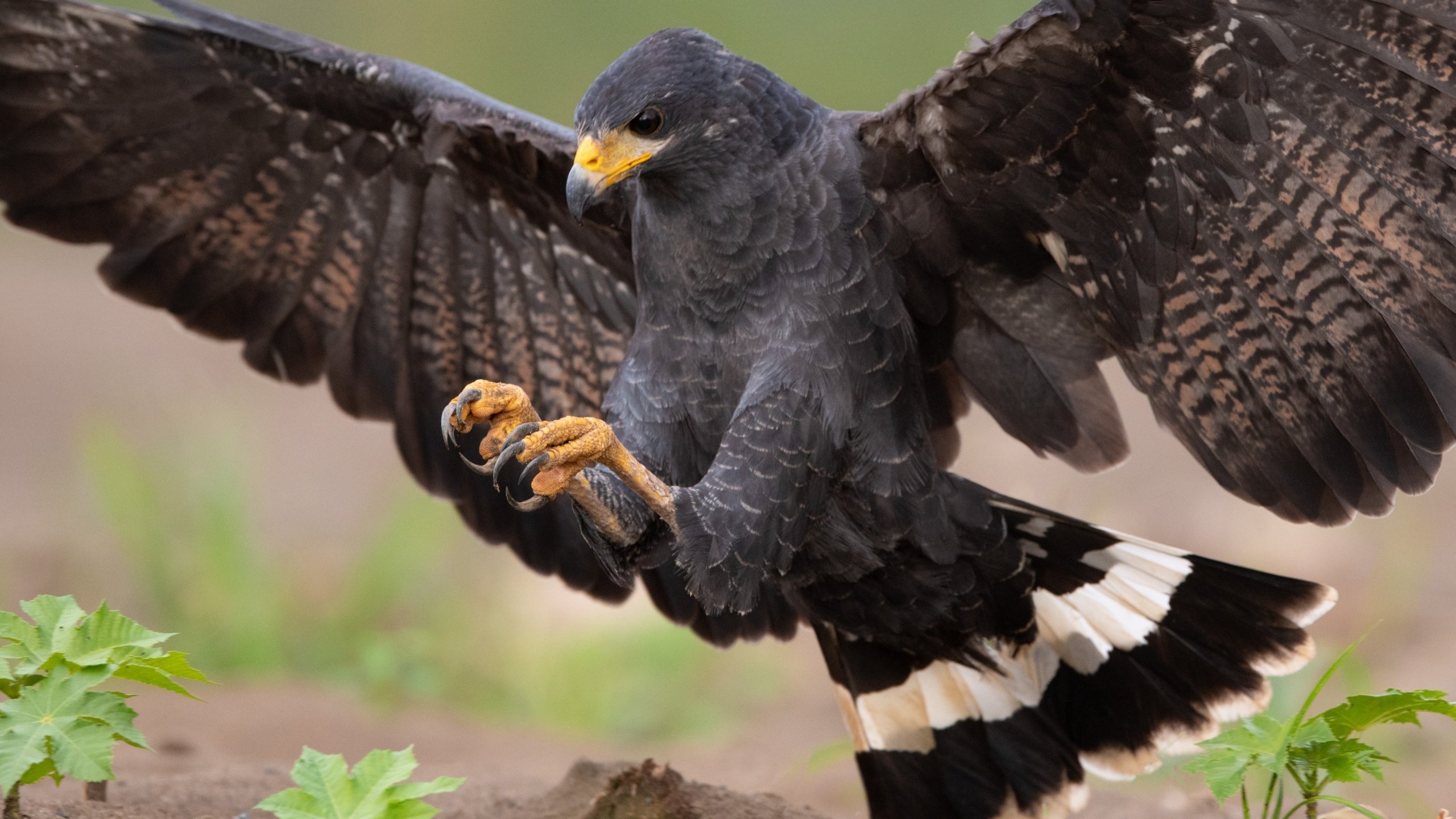 Обои природа, крылья, хищник, птица, ястреб, приземление, размах, nature, wings, predator, bird, hawk, landing, the scope разрешение 2560x1799 Загрузить