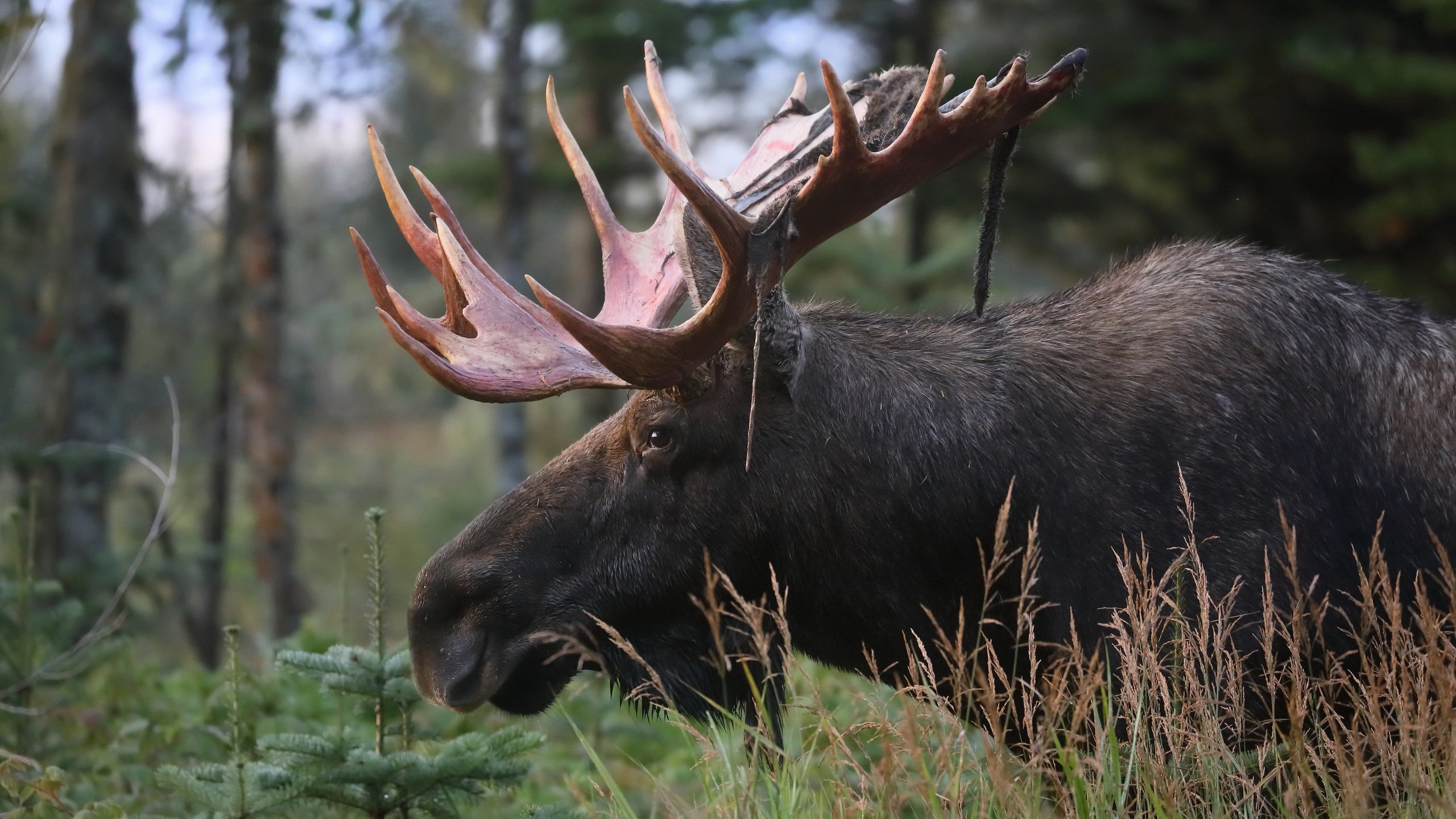 Обои природа, осень, лось, nature, autumn, moose разрешение 3072x2048 Загрузить