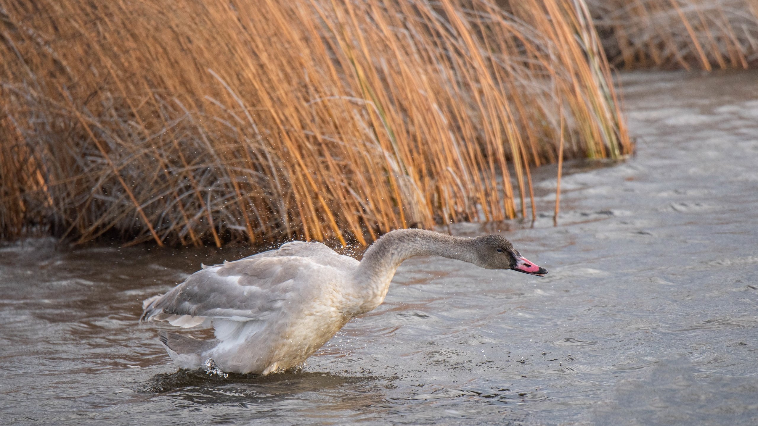 Обои природа, птица, лебедь, nature, bird, swan разрешение 3840x2160 Загрузить