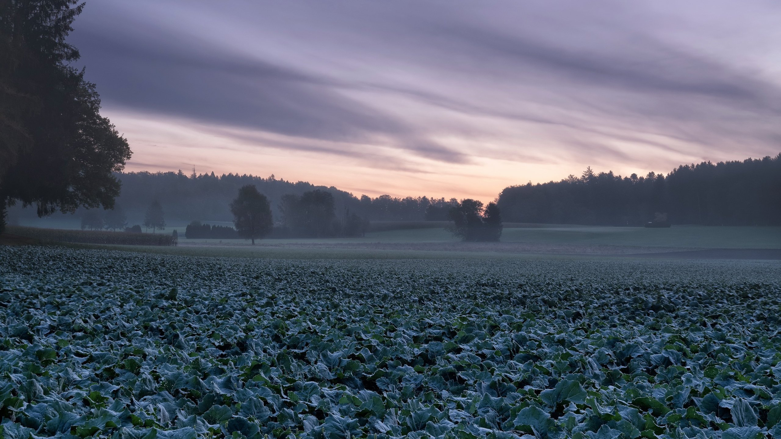 Обои природа, туман, поле, капуста, nature, fog, field, cabbage разрешение 3840x2160 Загрузить