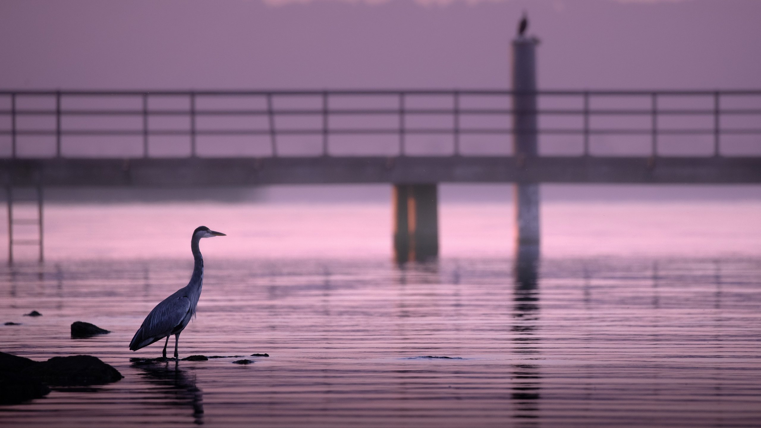 Обои река, природа, птица, river, nature, bird разрешение 3840x2160 Загрузить