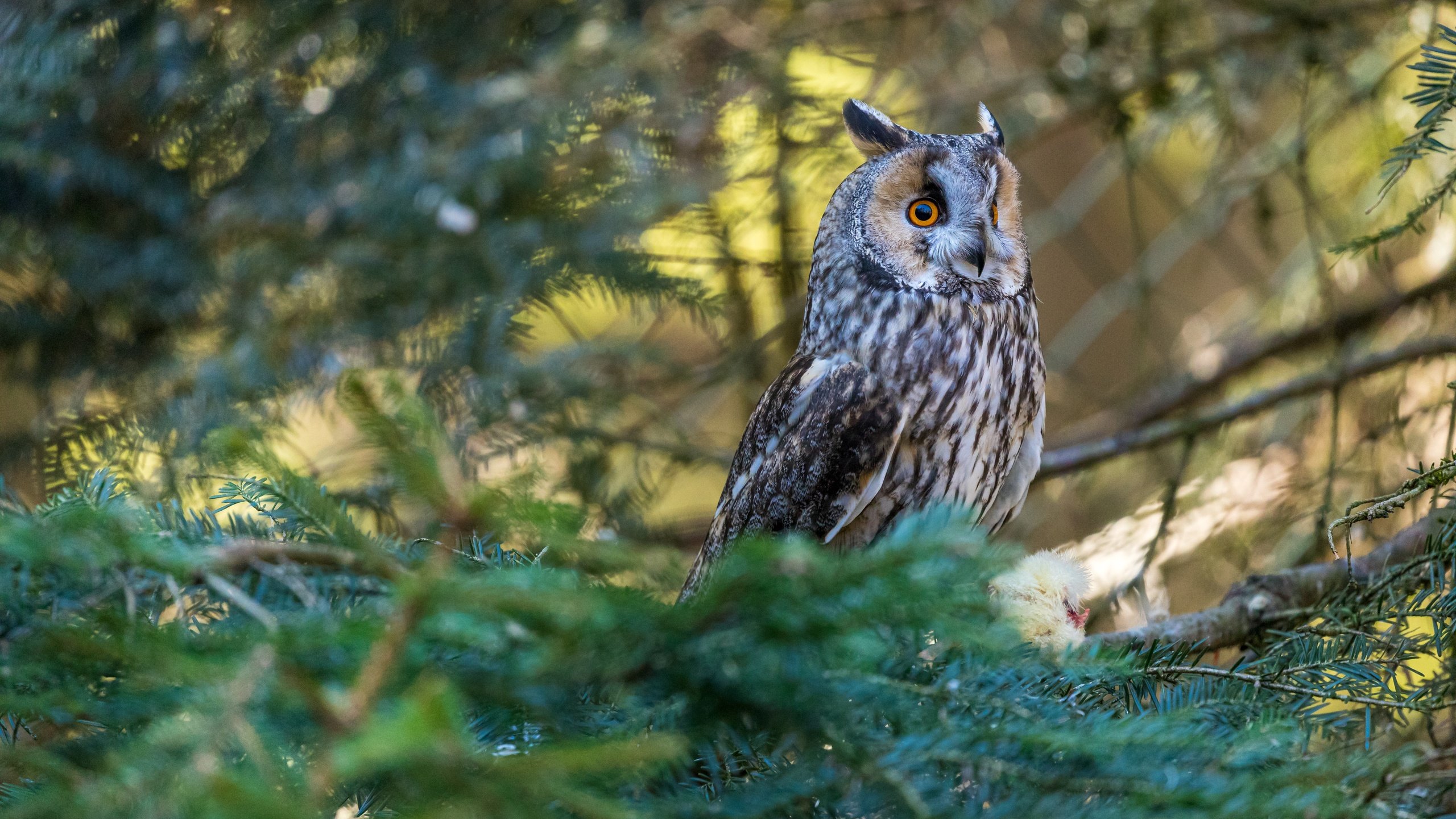 Обои сова, хвоя, ветки, птица, боке, owl, needles, branches, bird, bokeh разрешение 6720x4480 Загрузить