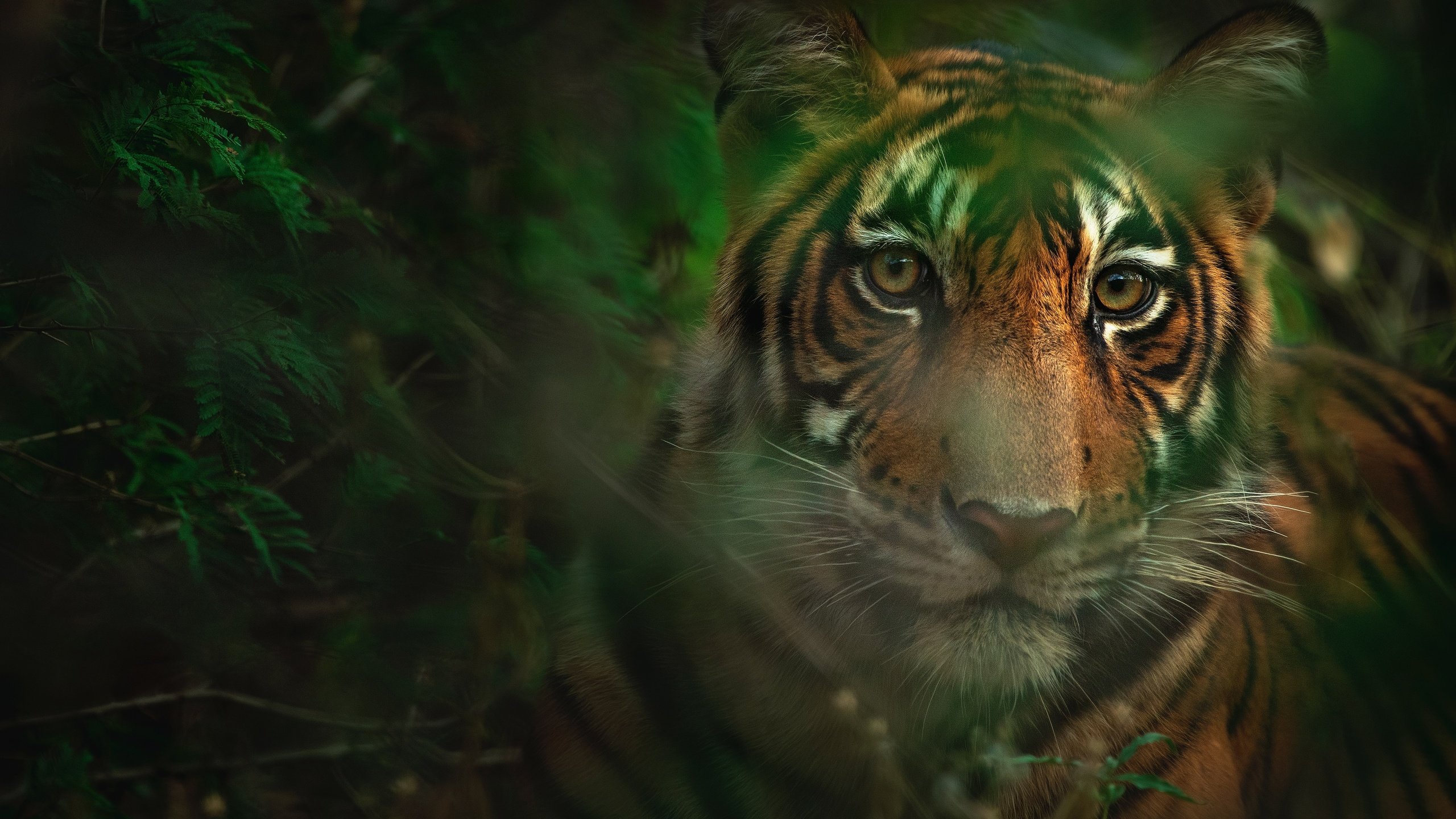 Обои тигр, морда, листья, взгляд, боке, tiger, face, leaves, look, bokeh разрешение 4636x3091 Загрузить