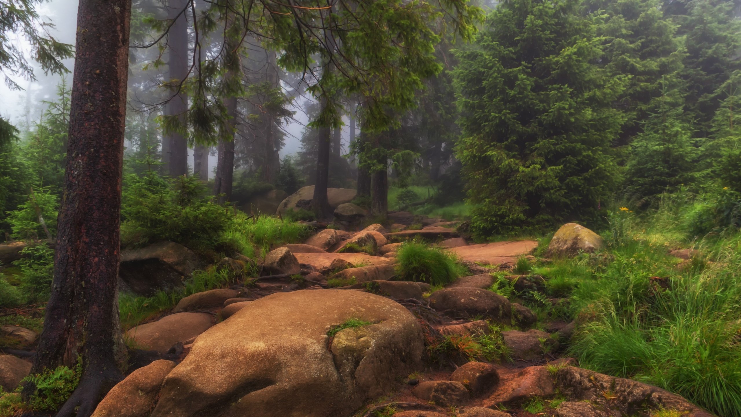 Обои трава, деревья, природа, камни, лес, туман, grass, trees, nature, stones, forest, fog разрешение 3000x1910 Загрузить