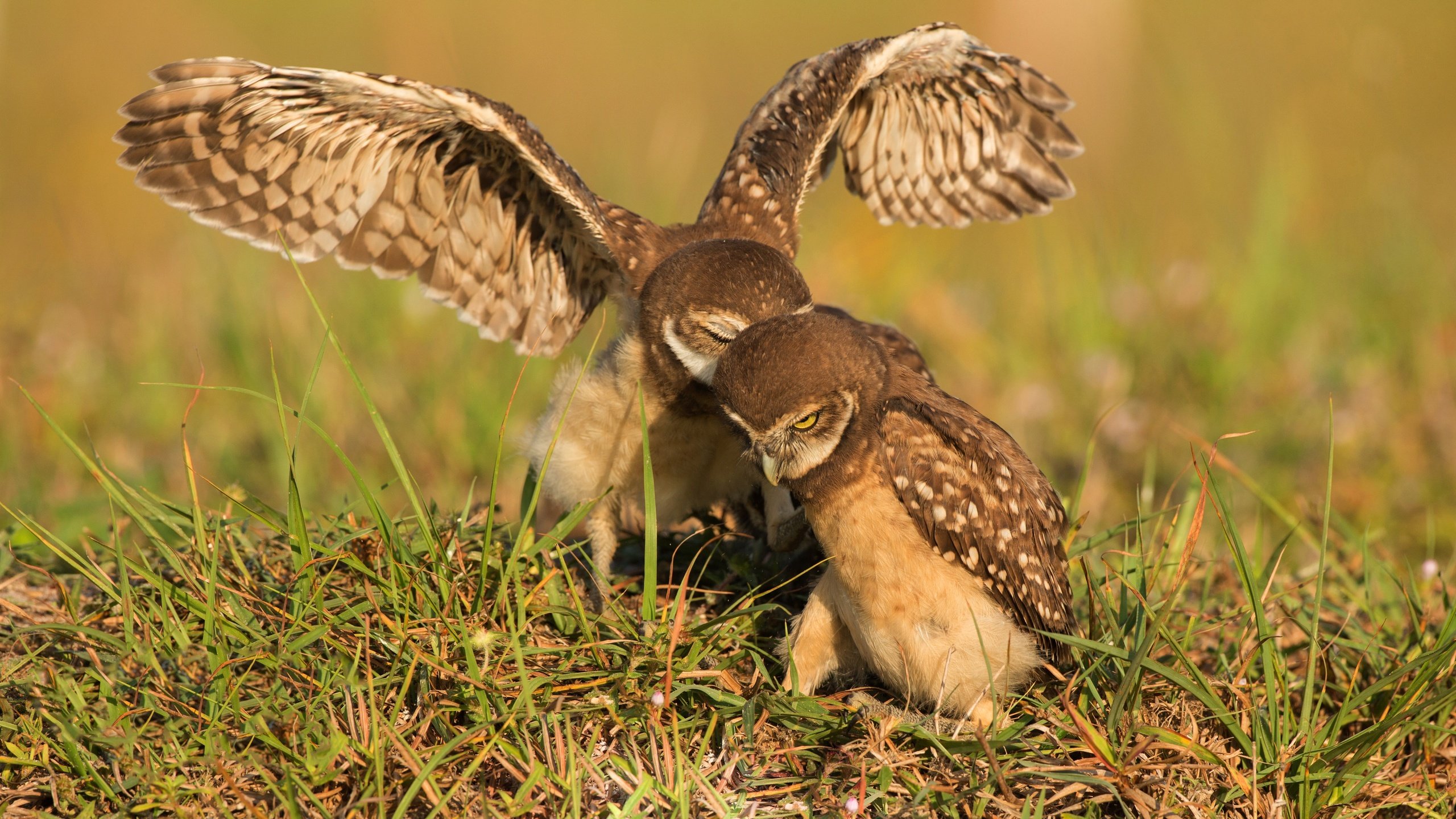 Обои трава, крылья, птицы, взмах, совы, сычи, grass, wings, birds, stroke, owls разрешение 4959x2780 Загрузить