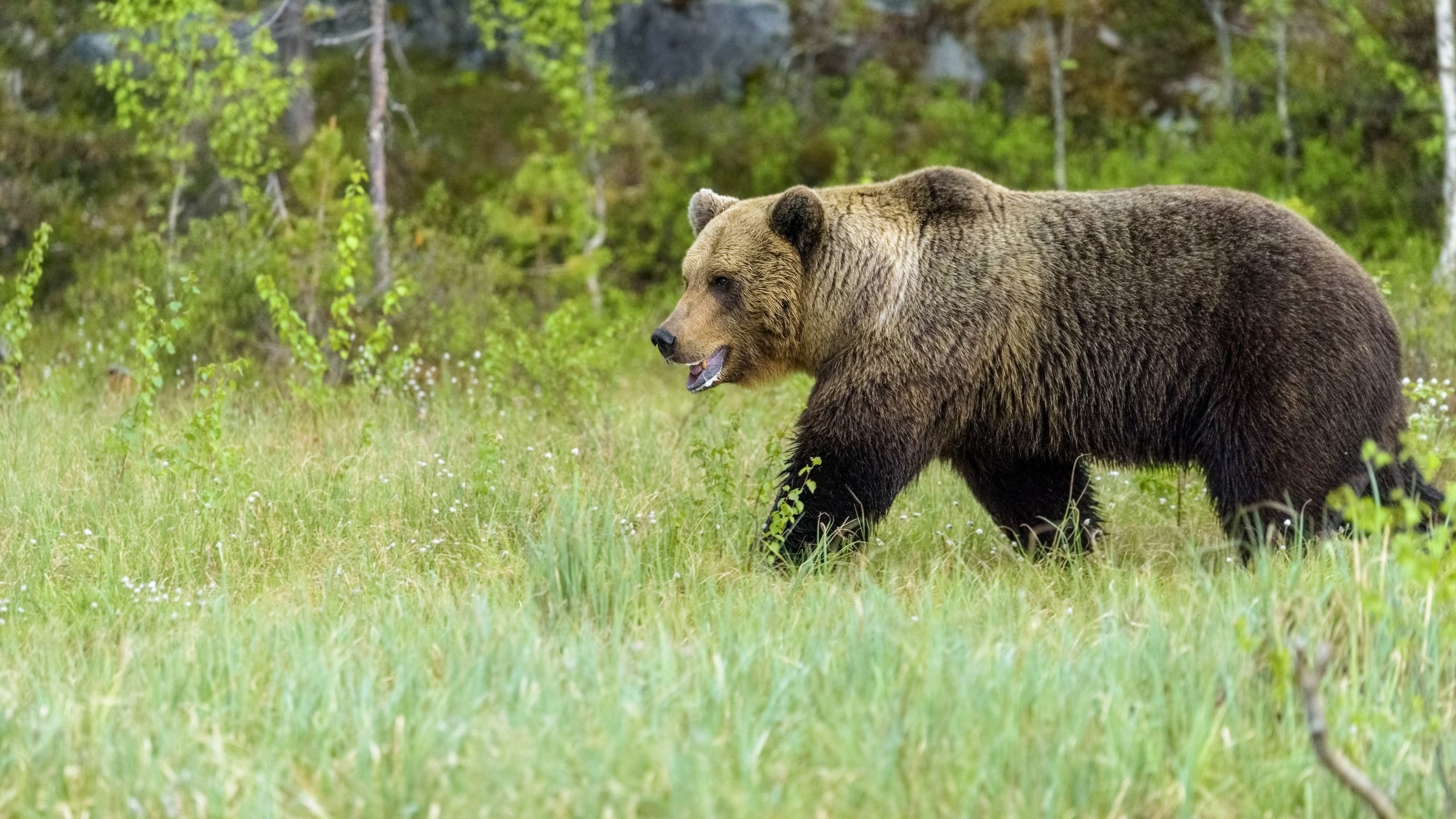 Обои трава, медведь, поляна, прогулка, grass, bear, glade, walk разрешение 3840x2160 Загрузить