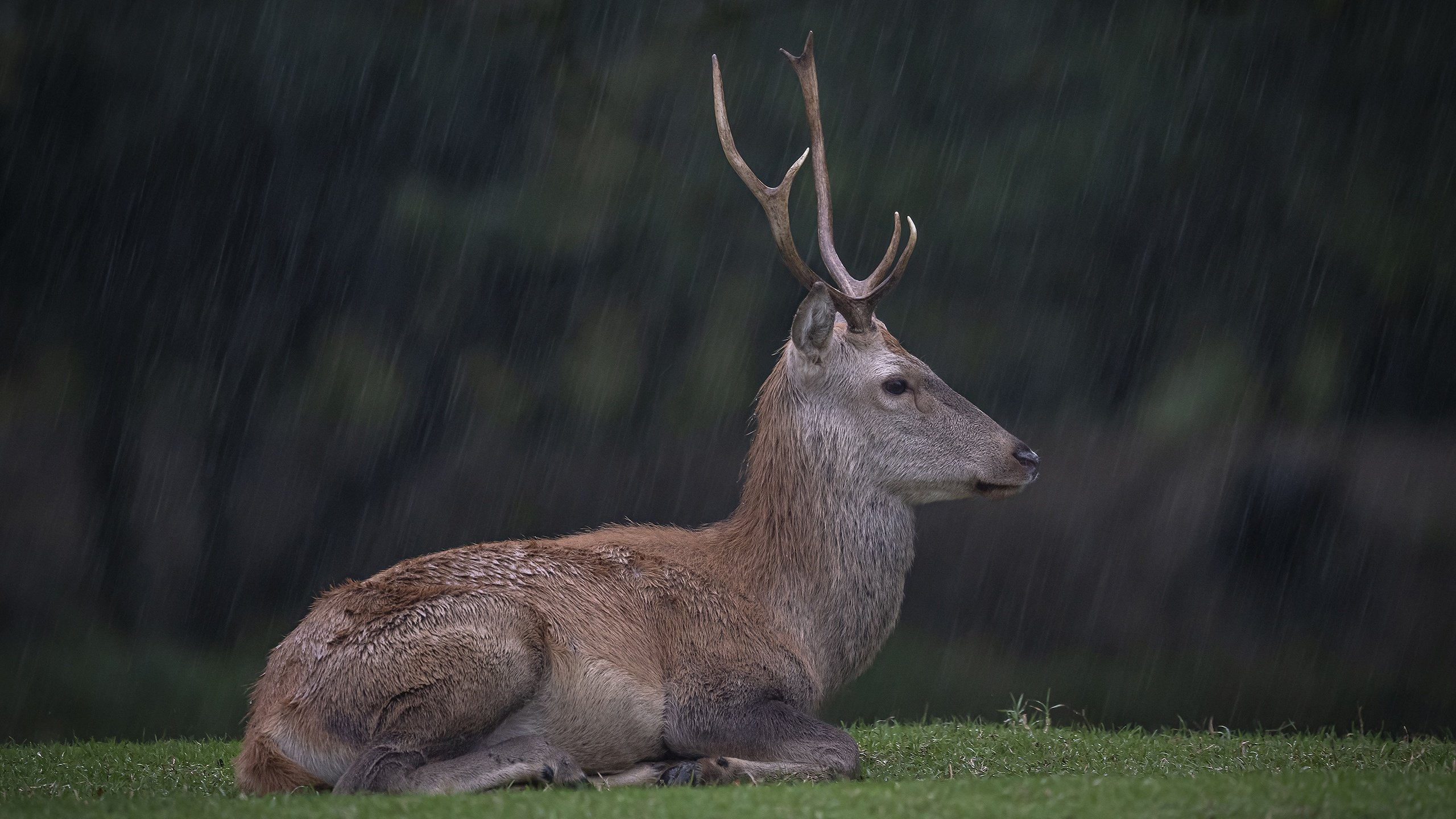 Обои трава, олень, лежит, поляна, профиль, дождь, ливень, grass, deer, lies, glade, profile, rain, the shower разрешение 2560x1706 Загрузить