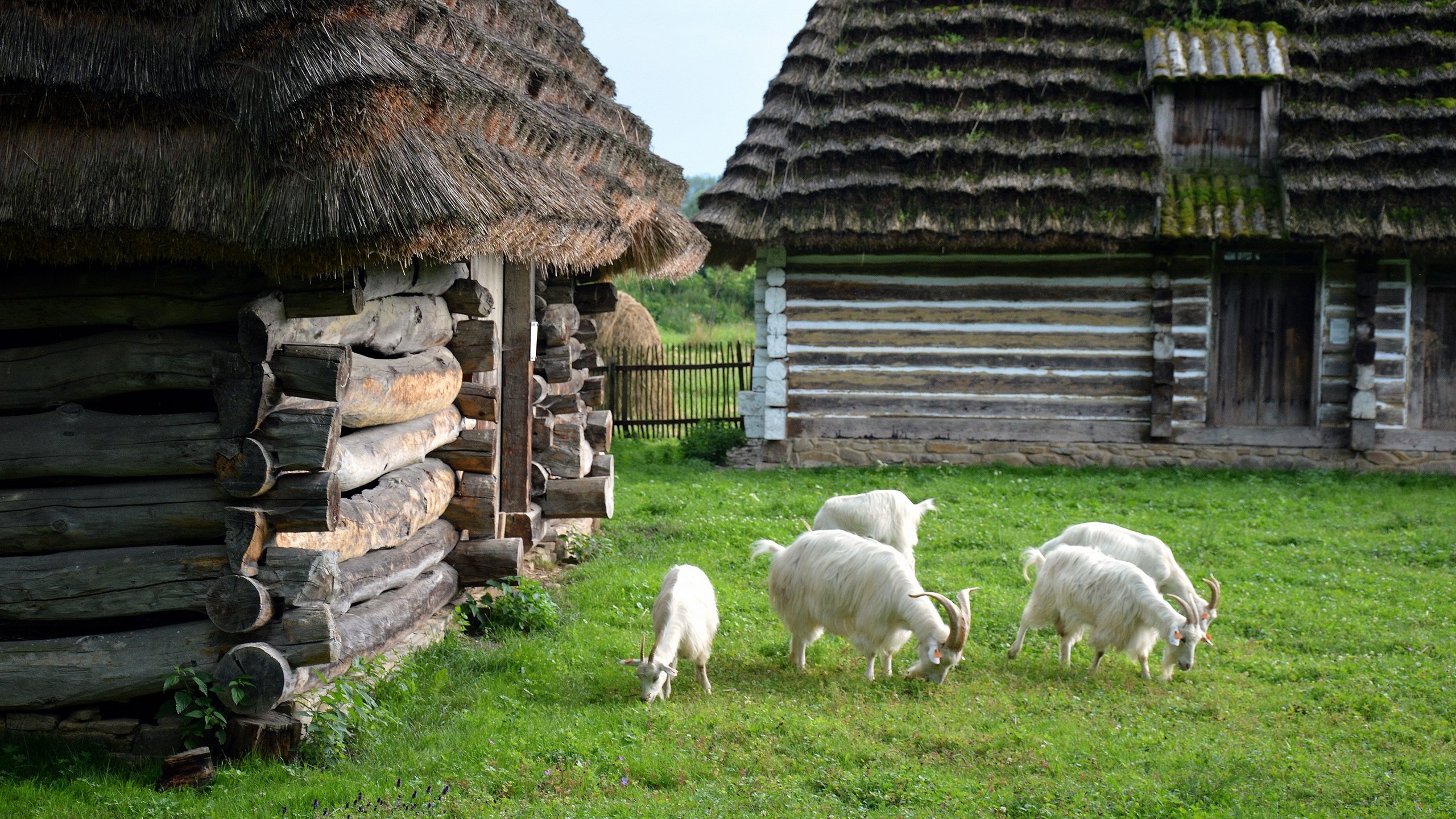 Обои зелень, лето, домики, коза, лужайка, крыши, козел, greens, summer, houses, goat, lawn, roof разрешение 2880x1915 Загрузить