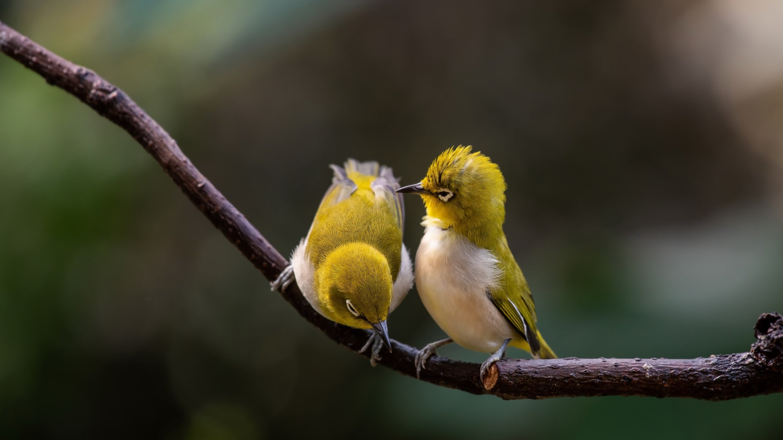 Обои ветка, природа, парочка, птички, боке, белоглазка, белый глаз, branch, nature, a couple, birds, bokeh, white-eyed, white eye разрешение 3840x2160 Загрузить