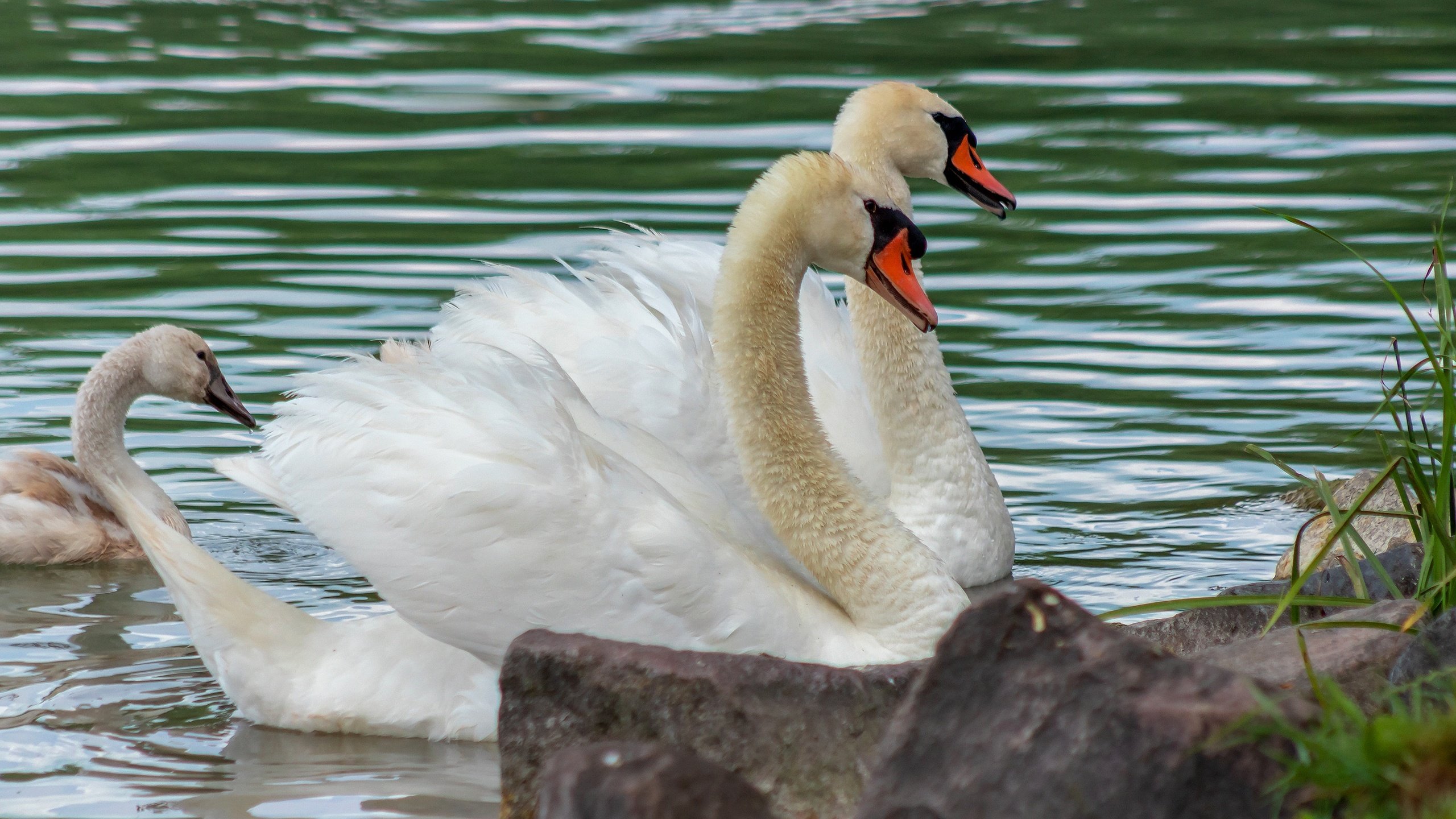 Обои водоем, пара, белые, лебеди, pond, pair, white, swans разрешение 2880x1620 Загрузить