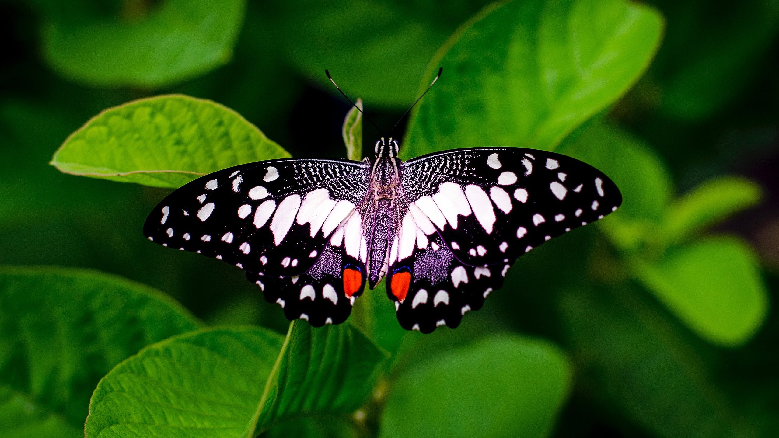 Обои бабочка, зеленые листья, butterfly, green leaves разрешение 2560x1707 Загрузить