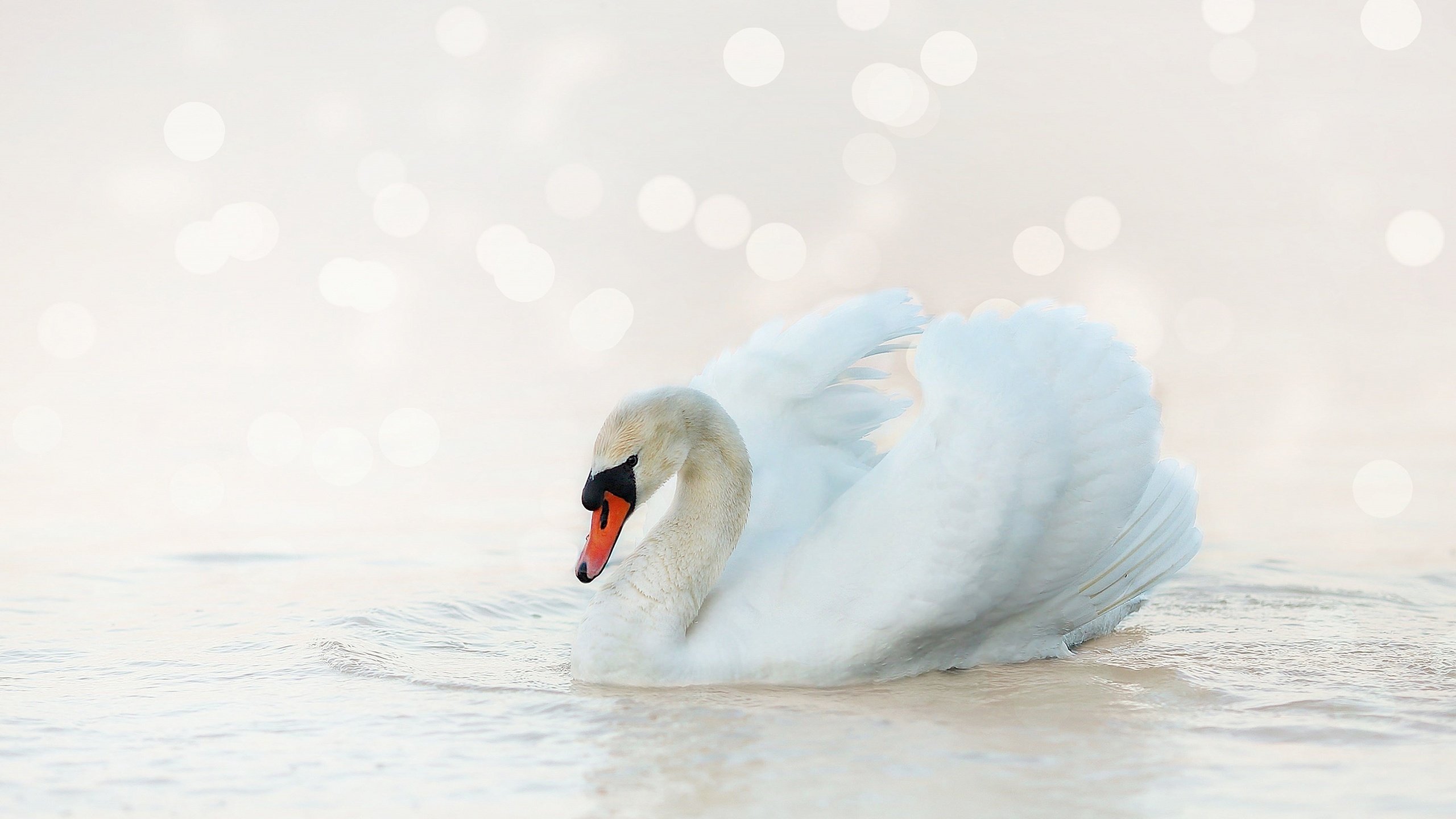 Обои белый, птица, лебедь, боке, светлый фон, white, bird, swan, bokeh, light background разрешение 2880x1620 Загрузить