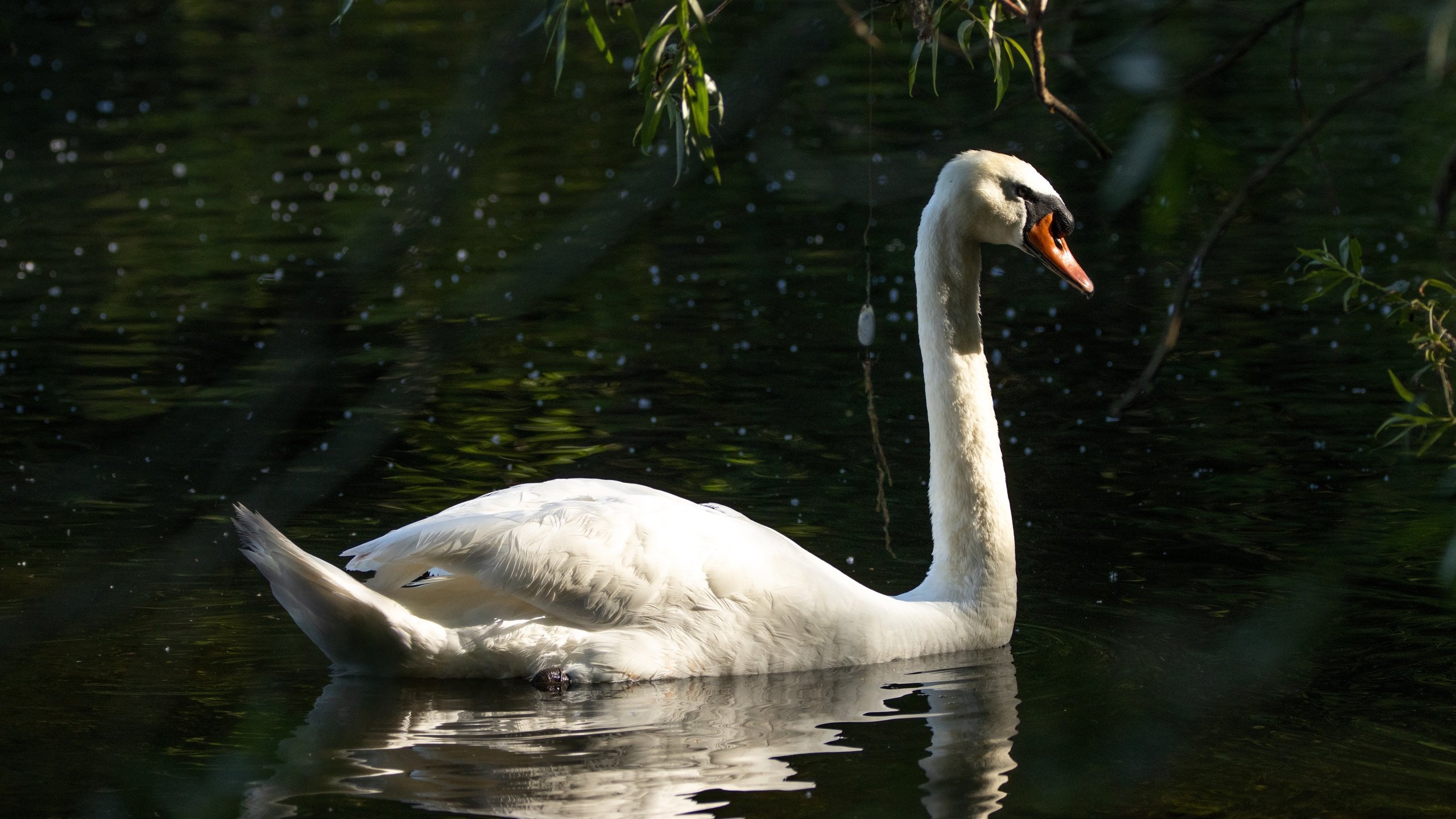Обои отражение, белый, водоем, птица, темный фон, лебедь, reflection, white, pond, bird, the dark background, swan разрешение 6960x4640 Загрузить