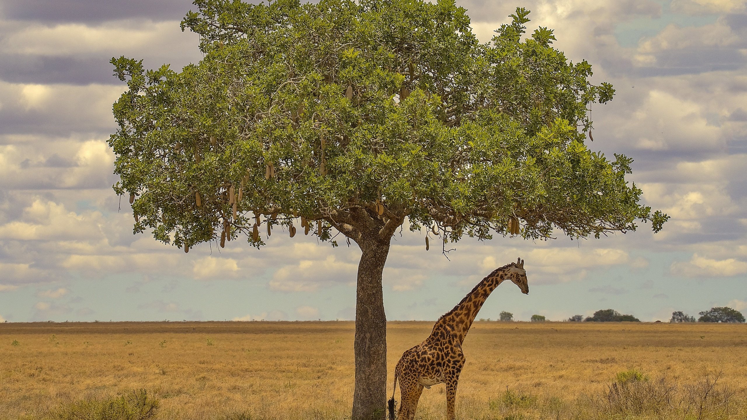 Обои дерево, африка, жираф, tree, africa, giraffe разрешение 3072x2048 Загрузить
