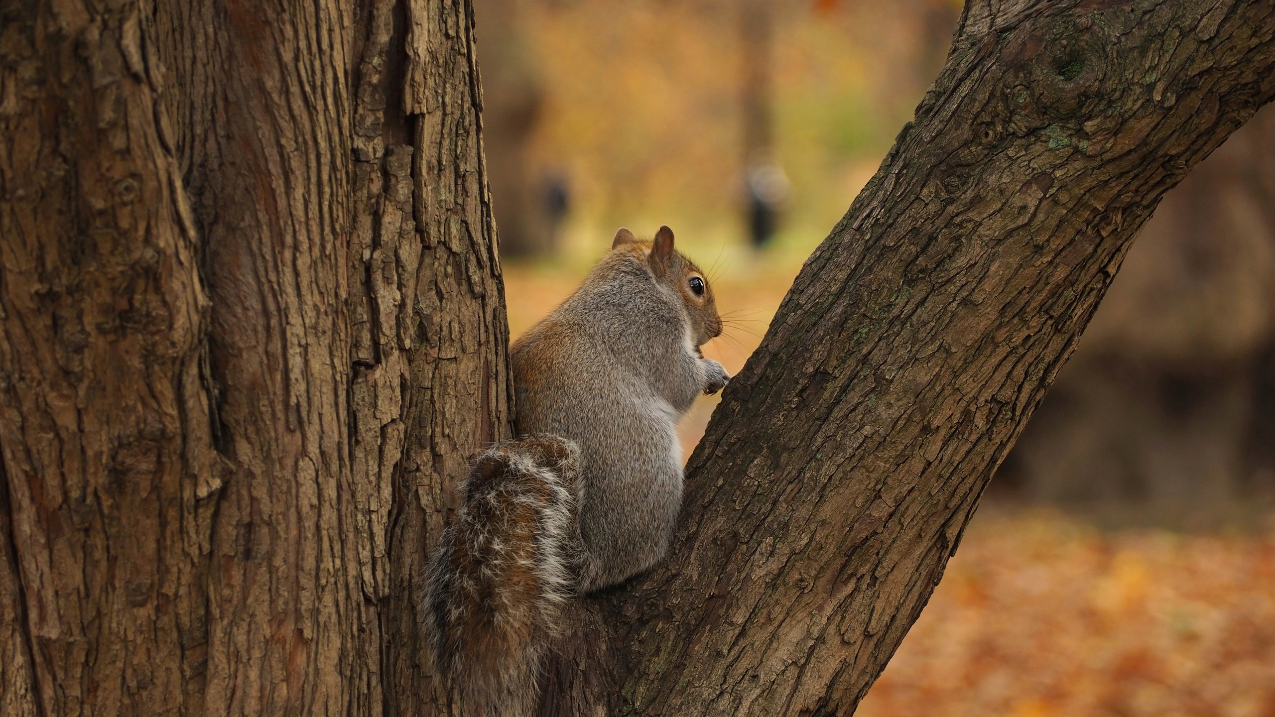 Обои дерево, осень, серая, белка, tree, autumn, grey, protein разрешение 4608x3456 Загрузить