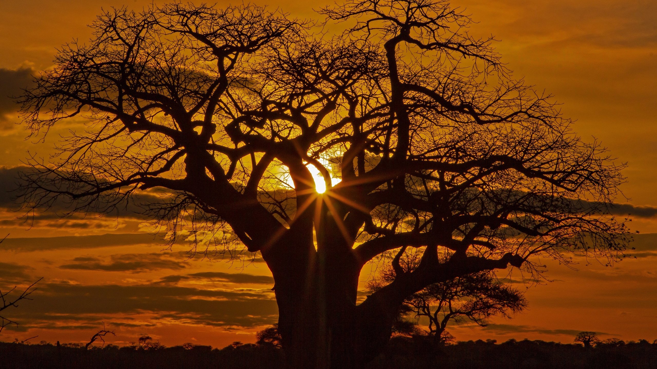 Обои дерево, закат, африка, силуэт, саванна, tree, sunset, africa, silhouette, savannah разрешение 3072x2048 Загрузить