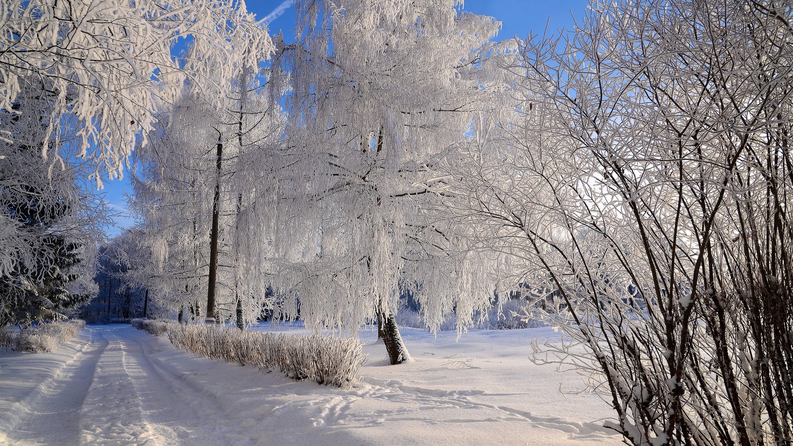 Обои дорога, деревья, снег, природа, зима, ветки, иней, колея, road, trees, snow, nature, winter, branches, frost, track разрешение 3840x2160 Загрузить