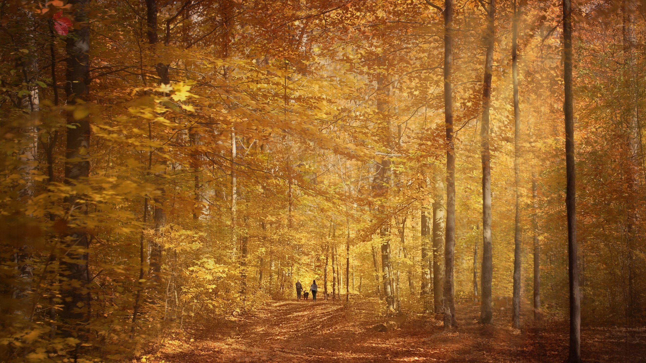 Обои дорога, осень, road, autumn разрешение 3072x1966 Загрузить