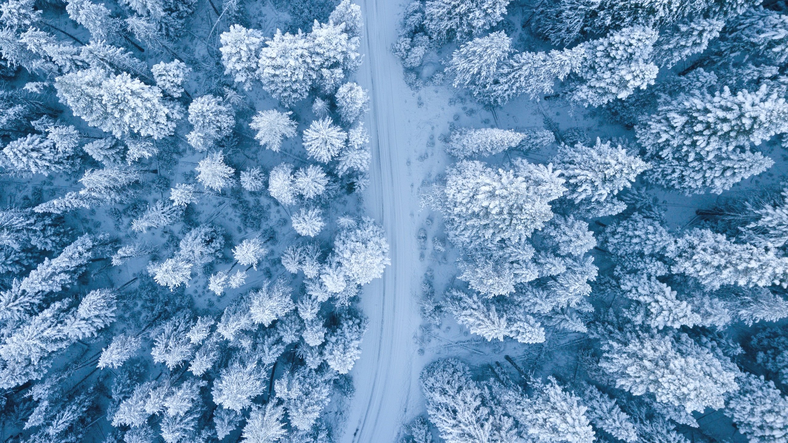 Обои дорога, снег, лес, зима, ели, заснеженный, road, snow, forest, winter, ate, snowy разрешение 3200x1800 Загрузить