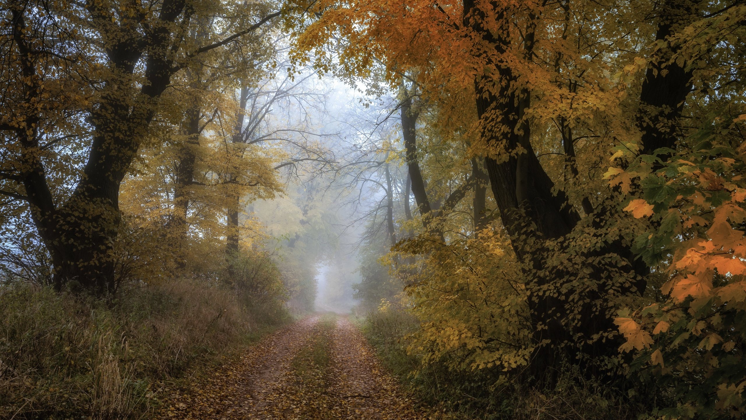 Обои лес, осень, forest, autumn разрешение 3840x2160 Загрузить